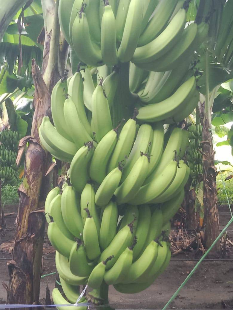 Cavendish Banana for sale in Parbhani, Maharashtra