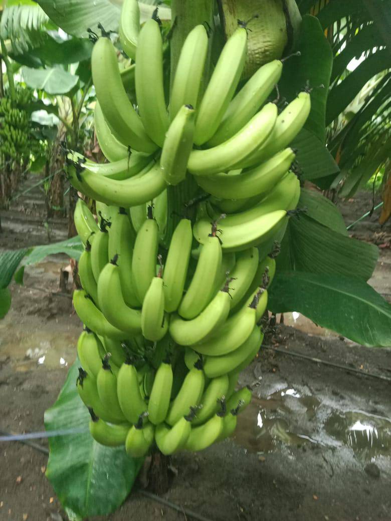 Cavendish Banana for sale in Parbhani, Maharashtra