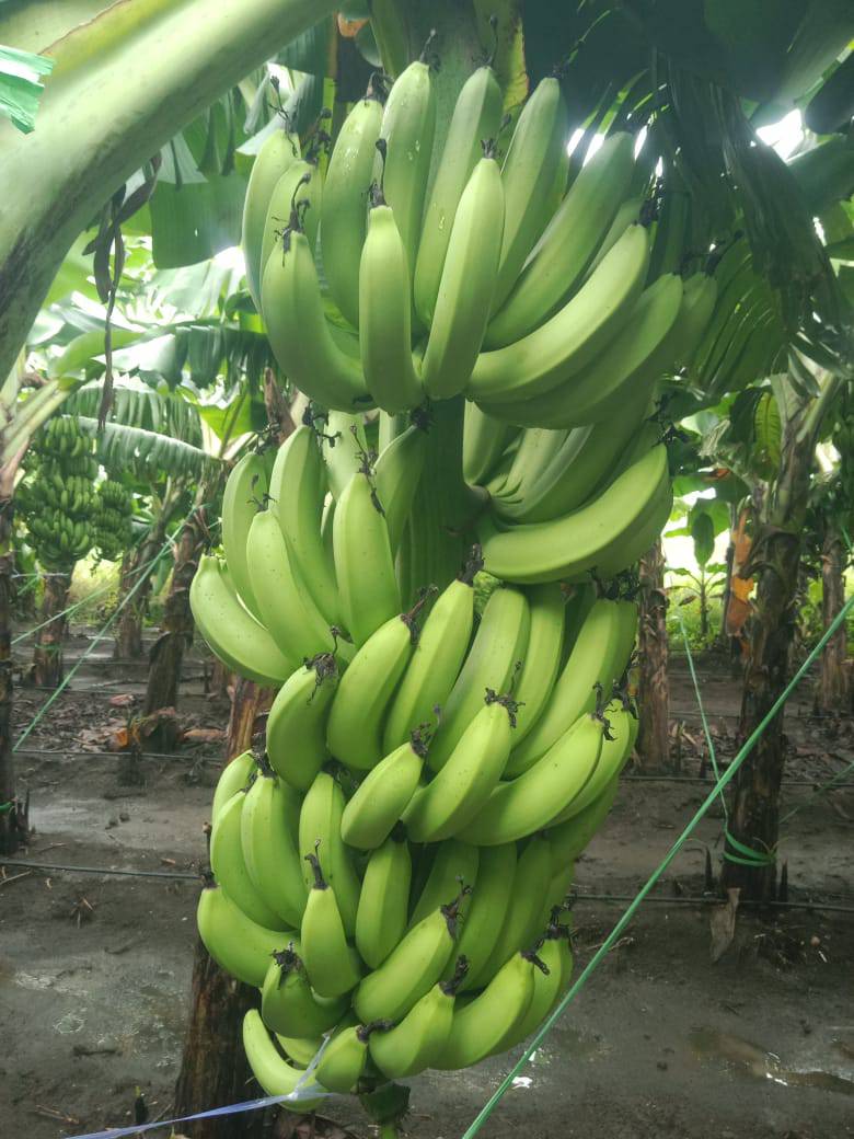 Cavendish Banana for sale in Parbhani, Maharashtra