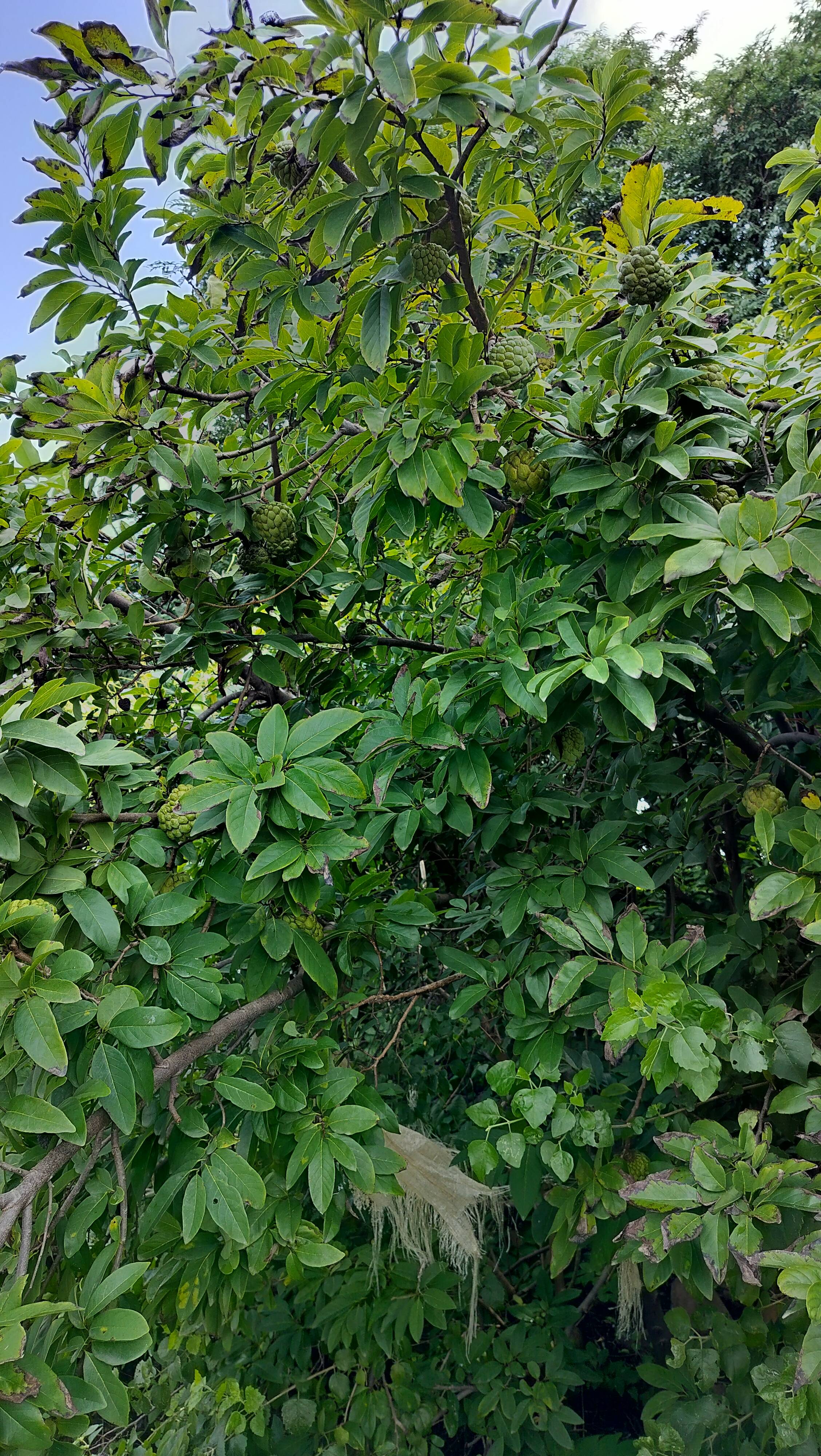Balanagar विक्रीसाठी, अहिल्यानगर, महाराष्ट्र