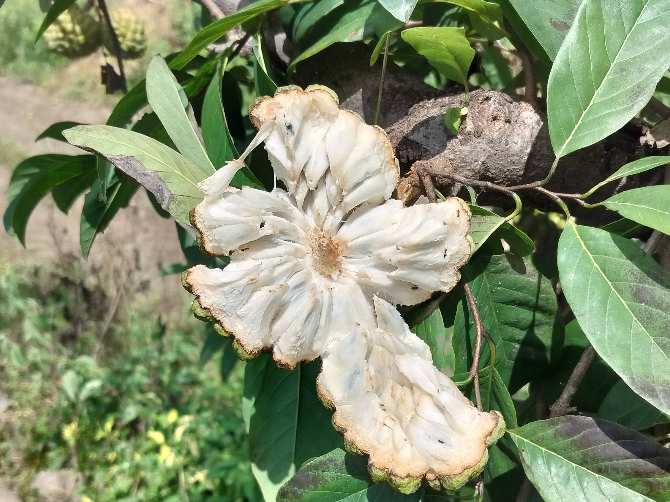 सीताफळ Balanagar