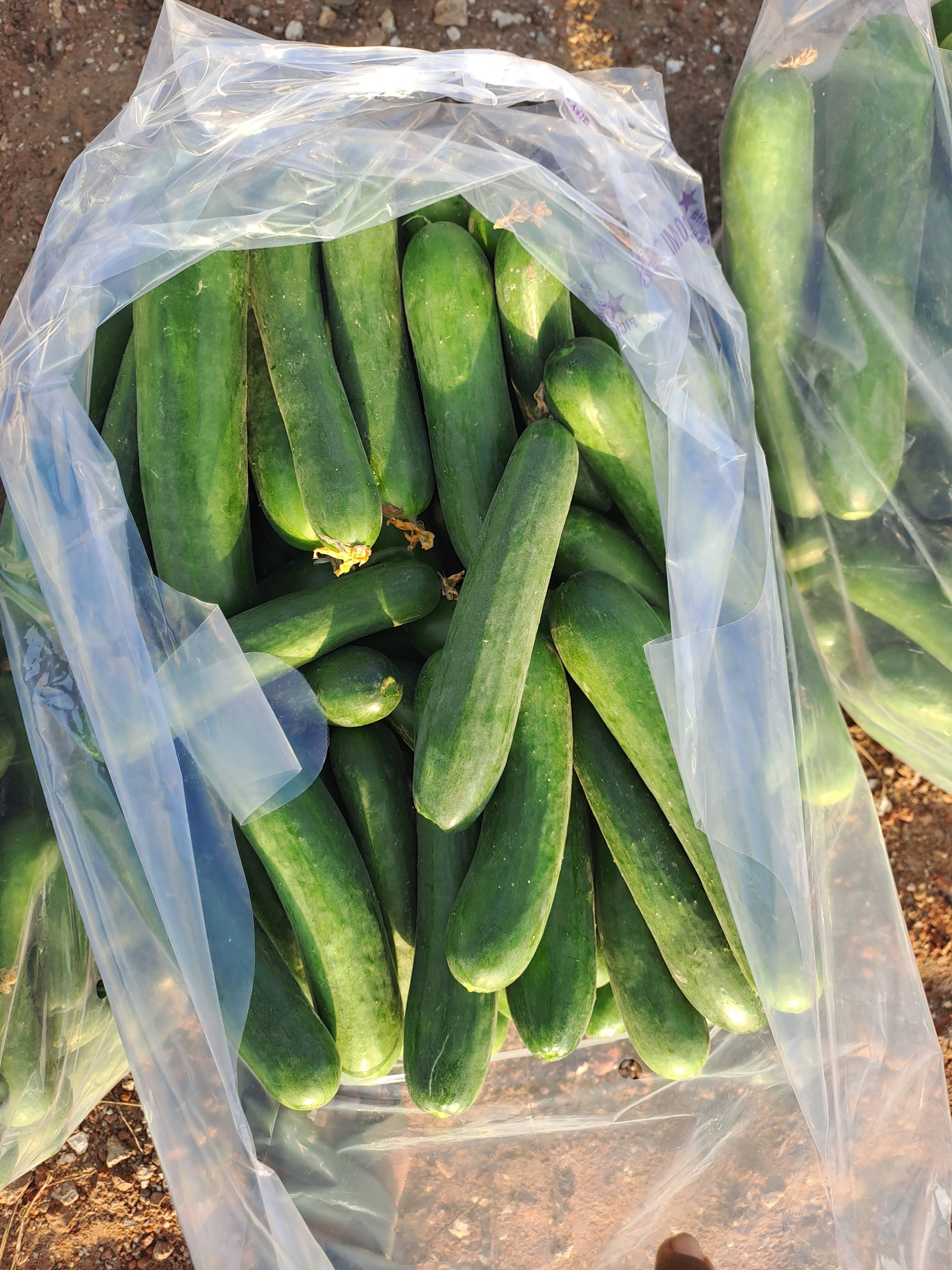 English Cucumber for sale in Kheda, Gujarat
