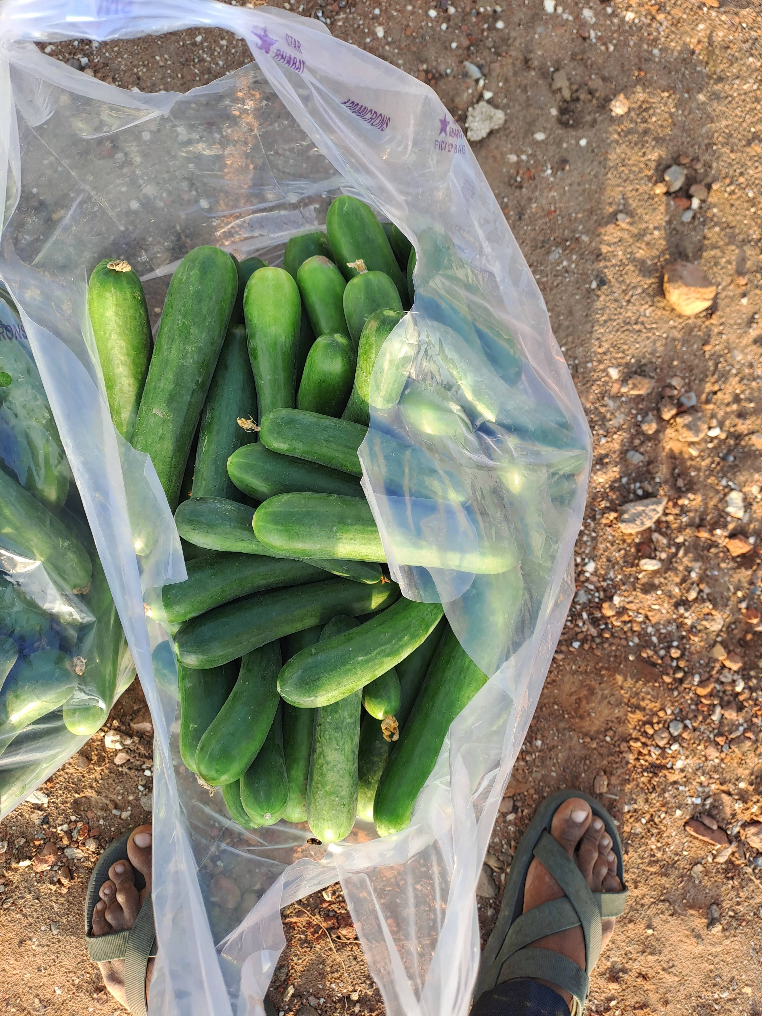 English Cucumber for sale in Kheda, Gujarat