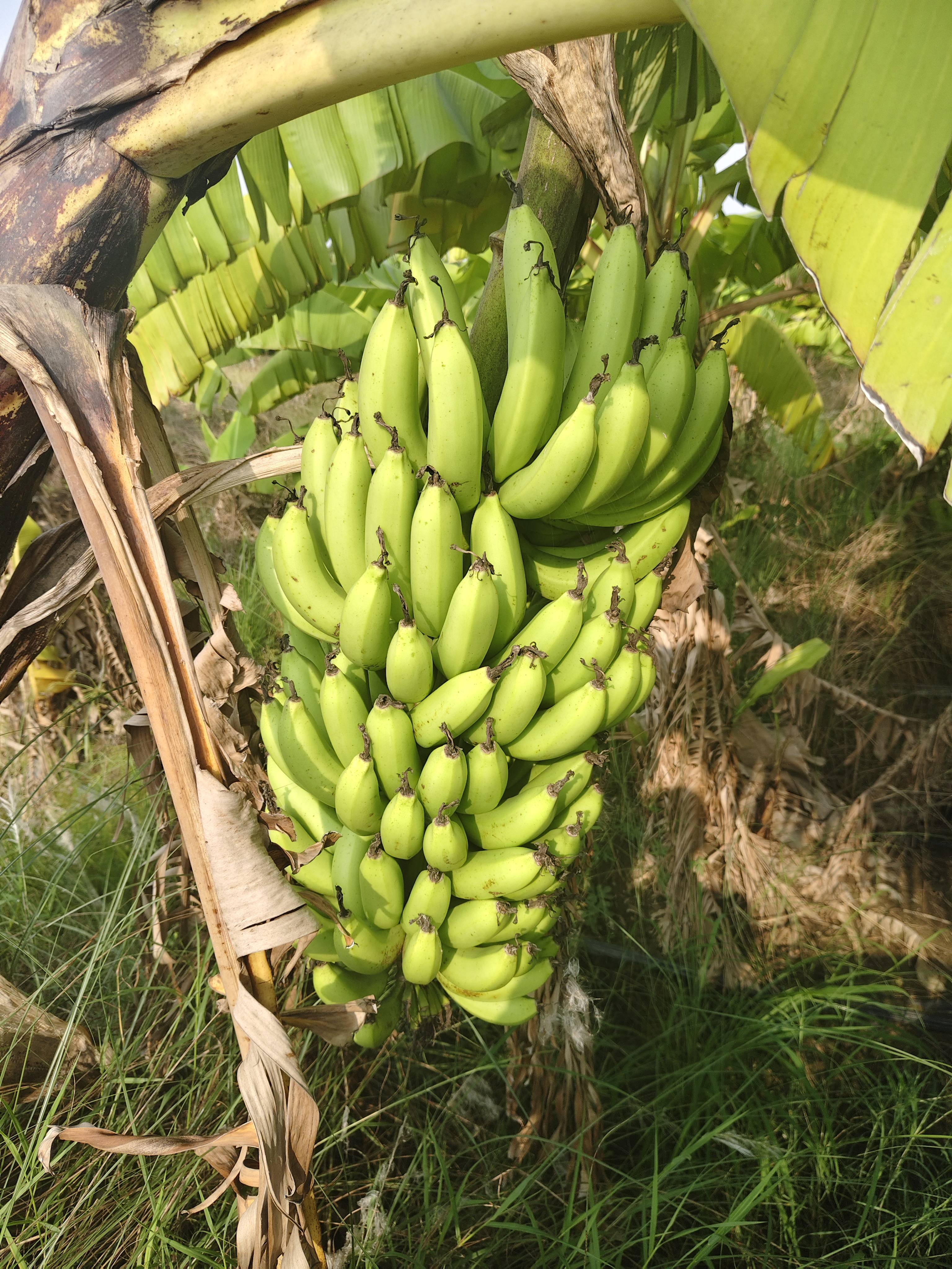 केळी Cavendish Banana