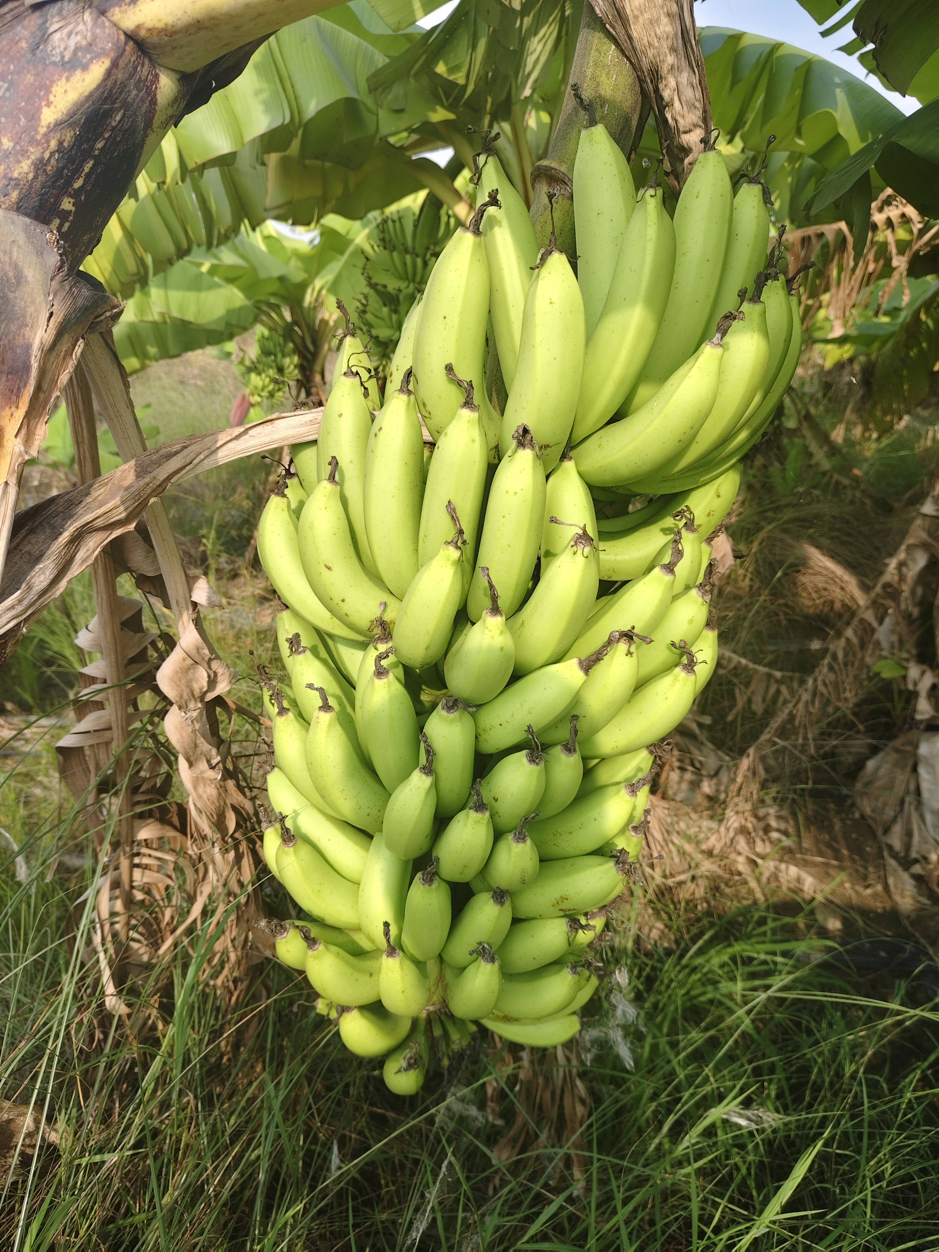 Cavendish Banana बिक्री के लिए, दुर्ग, छत्तीसगढ़
