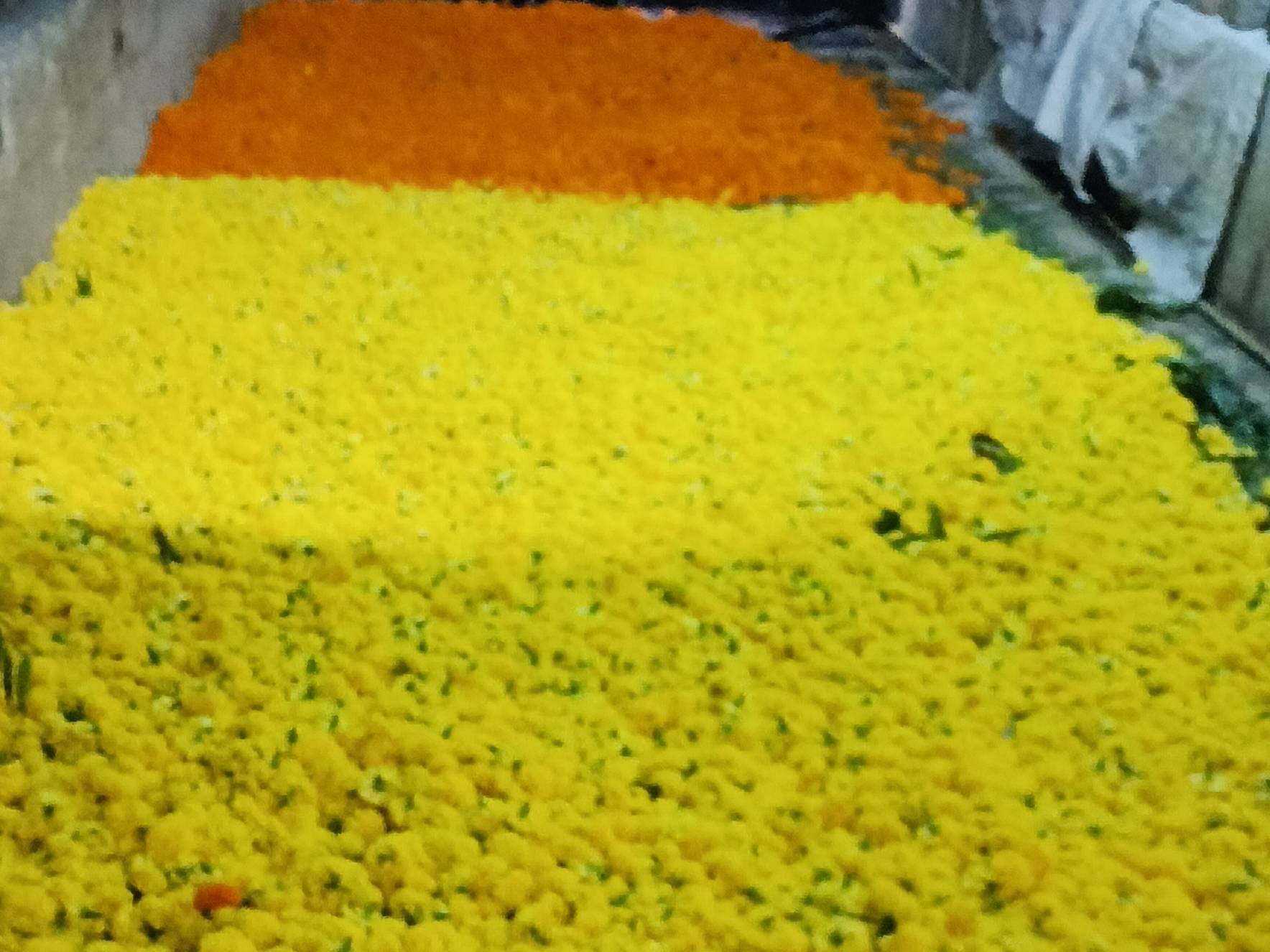 Marigold Yellow Marigold