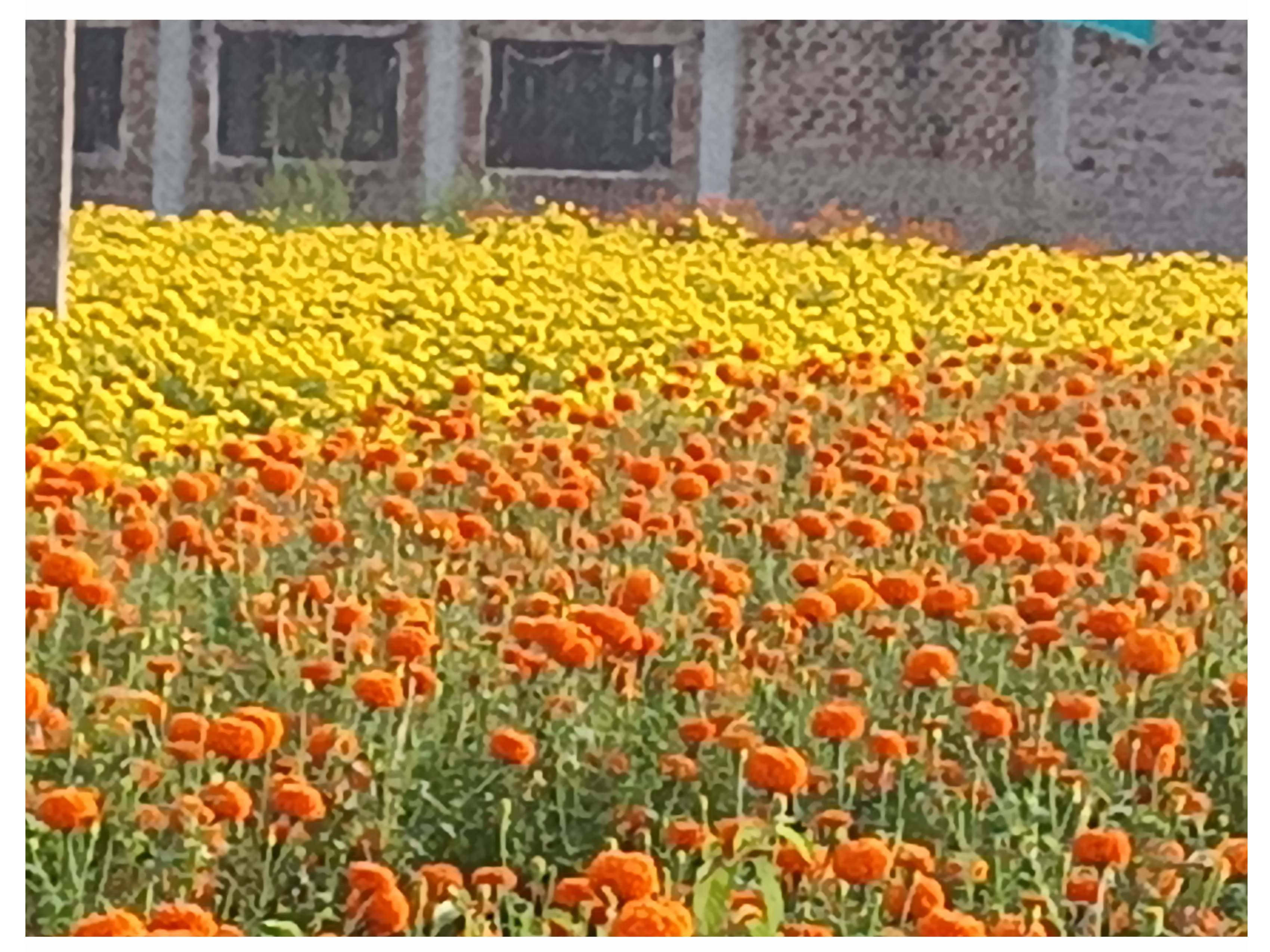 Yellow Marigold for sale in Sehore, Madhya Pradesh