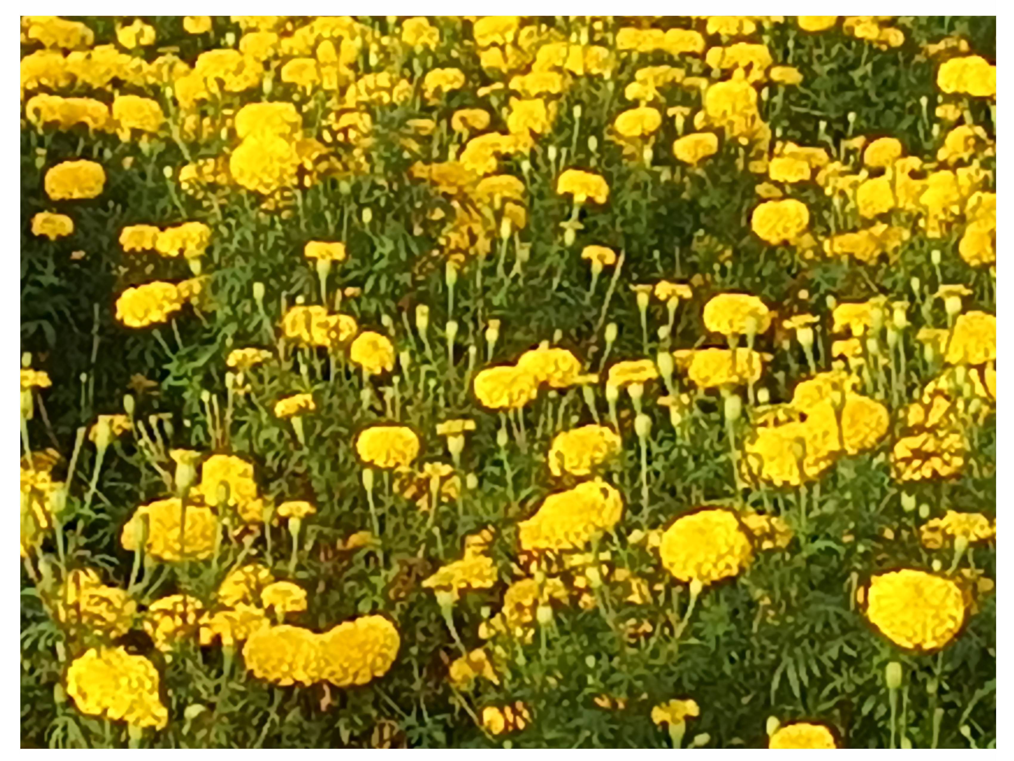 Yellow Marigold for sale in Sehore, Madhya Pradesh