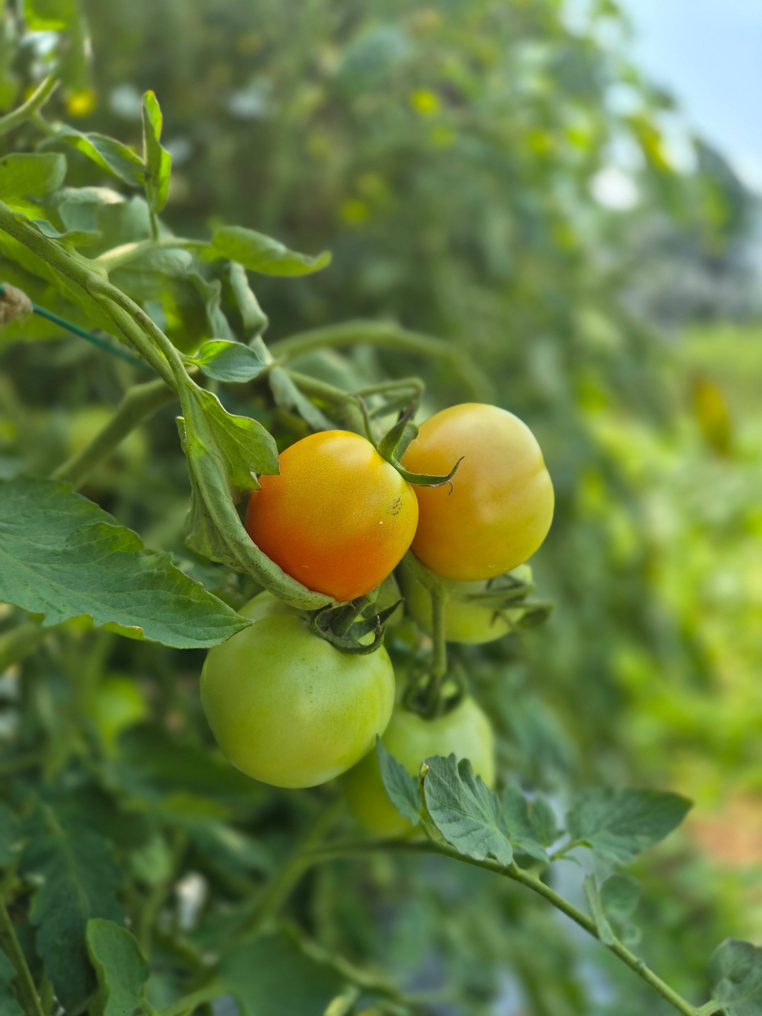 Plum Tomato बिक्री के लिए, दुर्ग, छत्तीसगढ़