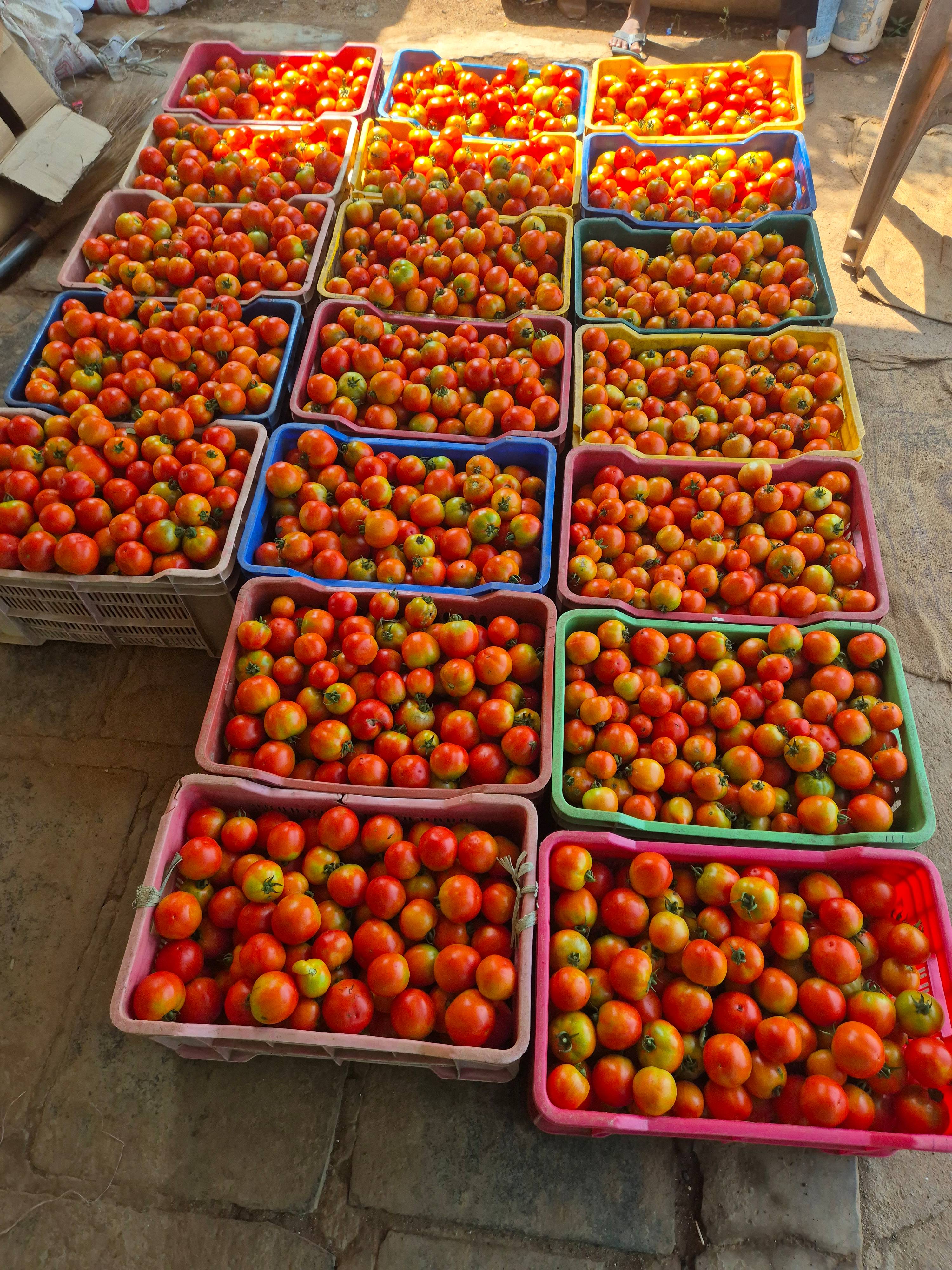 टोमॅटो Plum Tomato