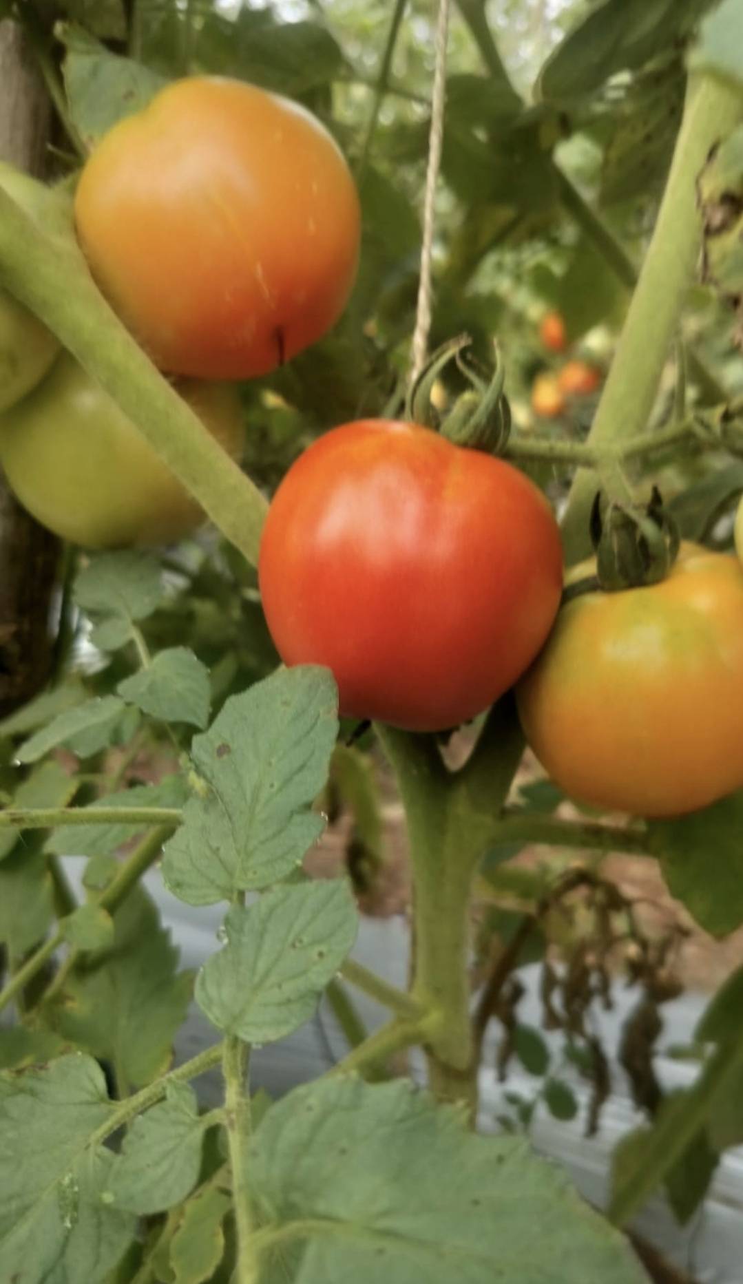Plum Tomato बिक्री के लिए, दुर्ग, छत्तीसगढ़