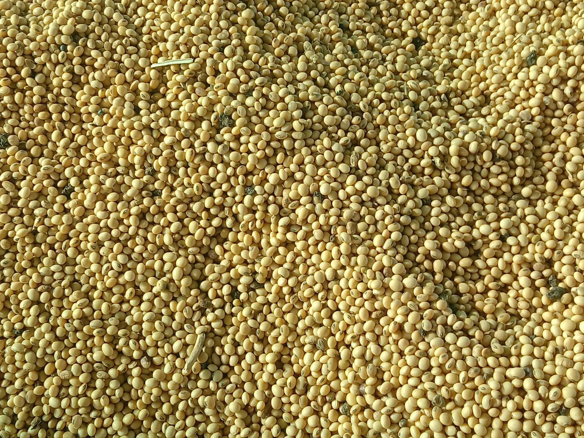 Yellow Soybean विक्रीसाठी, अहिल्यानगर, महाराष्ट्र