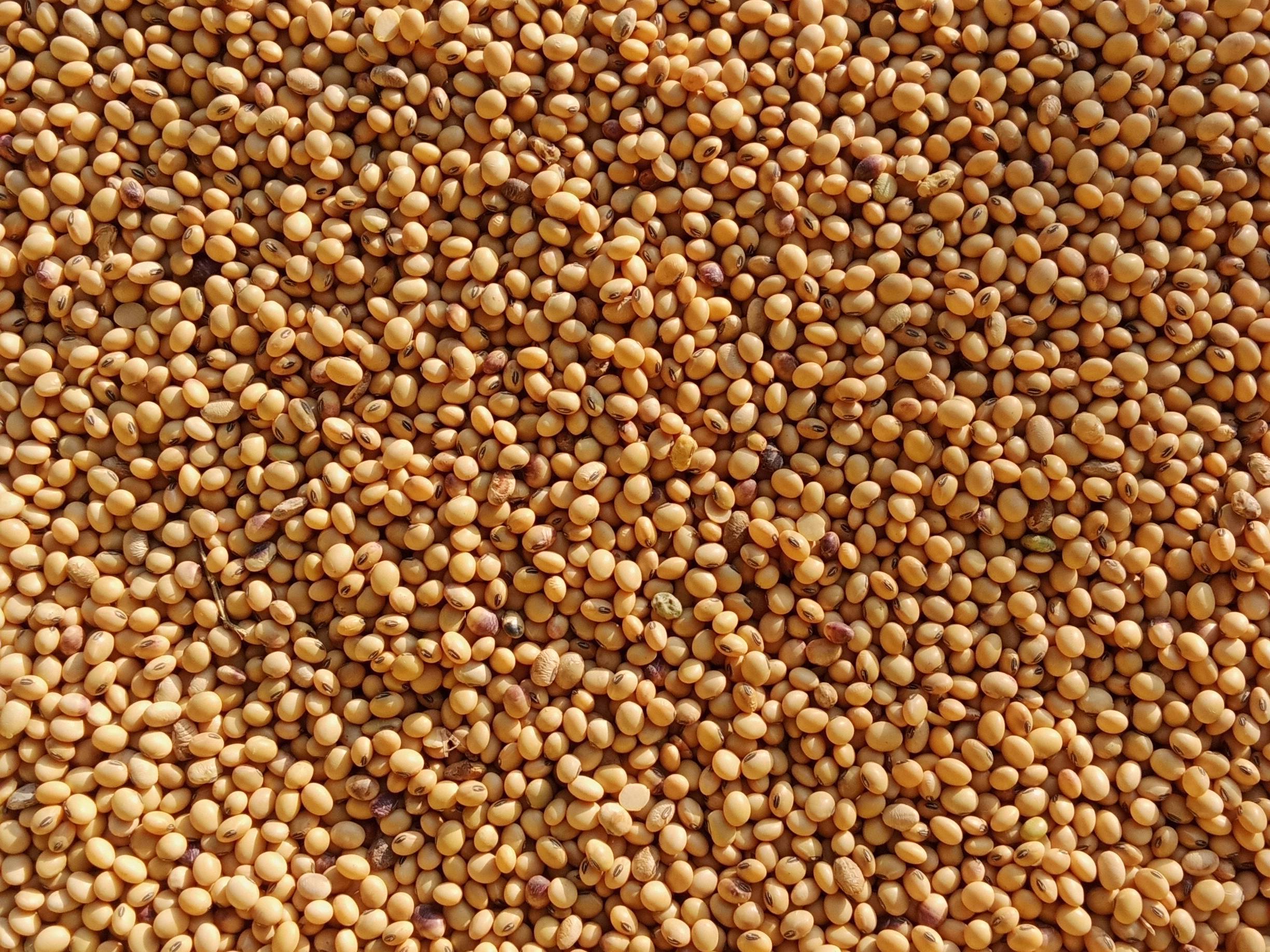 Yellow Soybean for sale in Ahilyanagar, Maharashtra