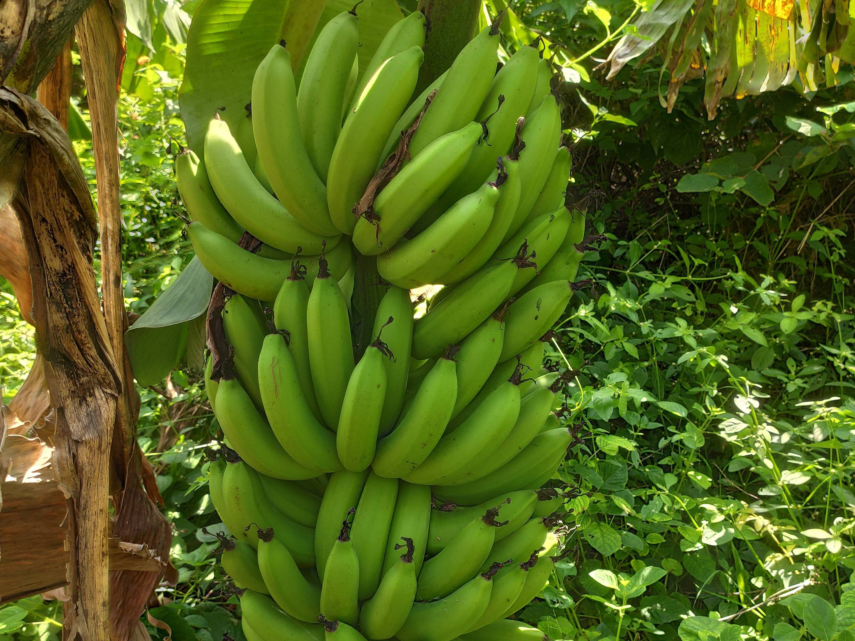 Cavendish Banana बिक्री के लिए, सोलापुर, महाराष्ट्र