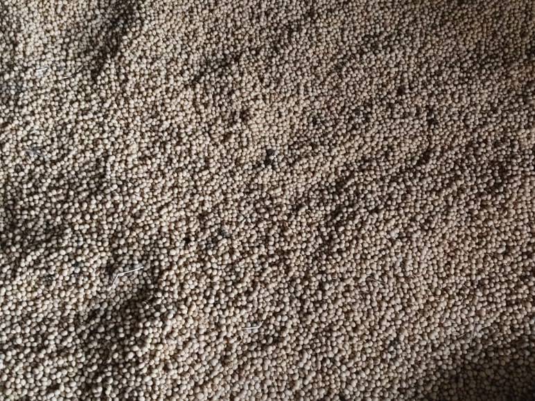Soyabean Yellow Soybean