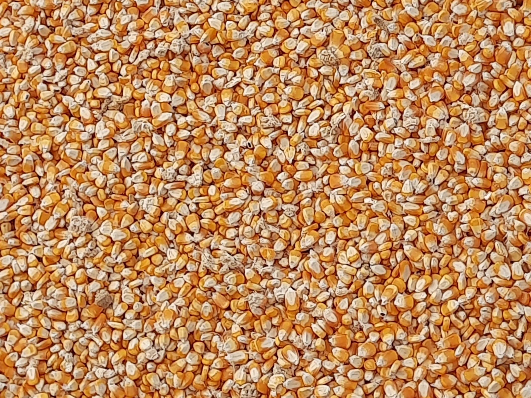 Flour Corn विक्रीसाठी, सोलापूर, महाराष्ट्र
