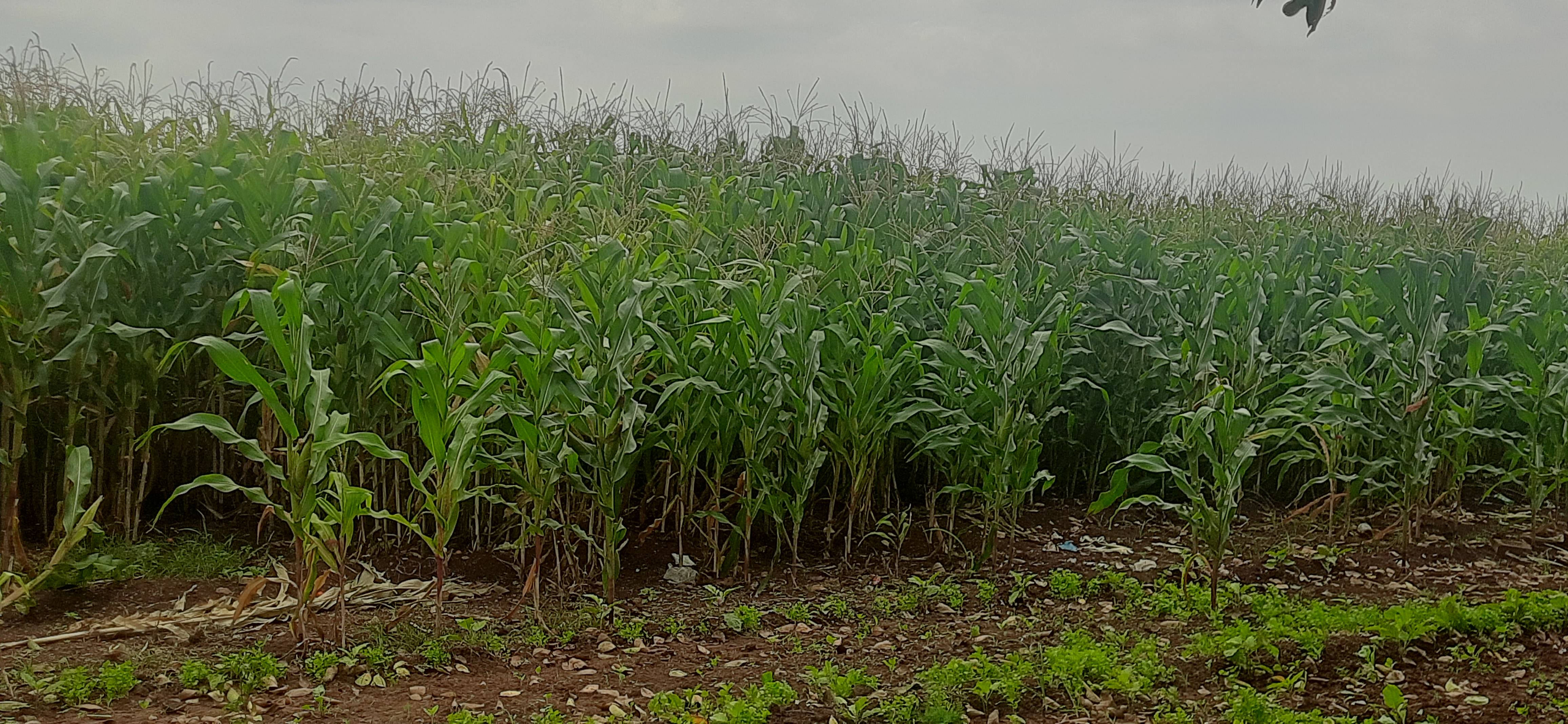 Flour Corn विक्रीसाठी, सोलापूर, महाराष्ट्र