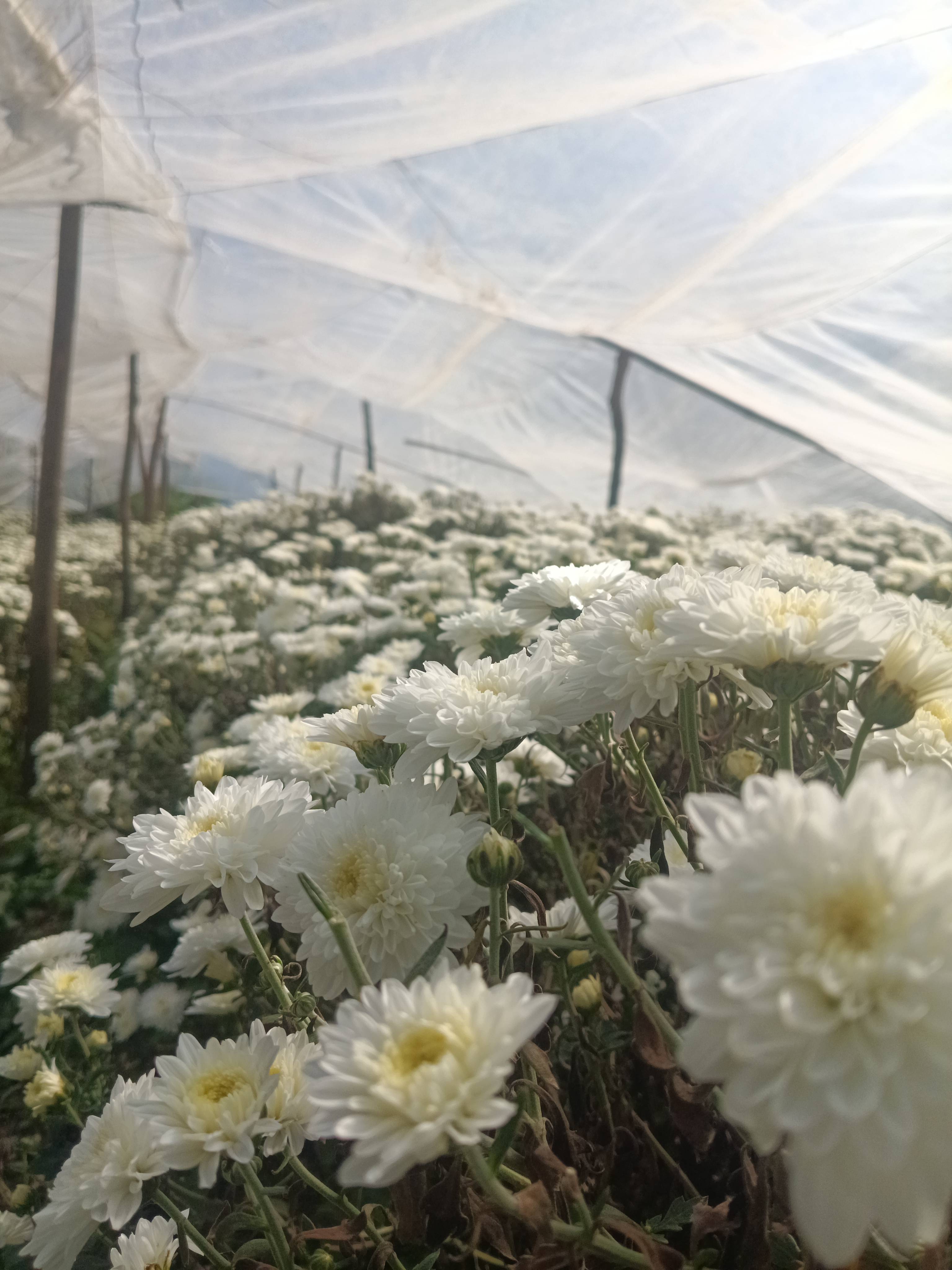 Chrysanthemum White chrysanthemum