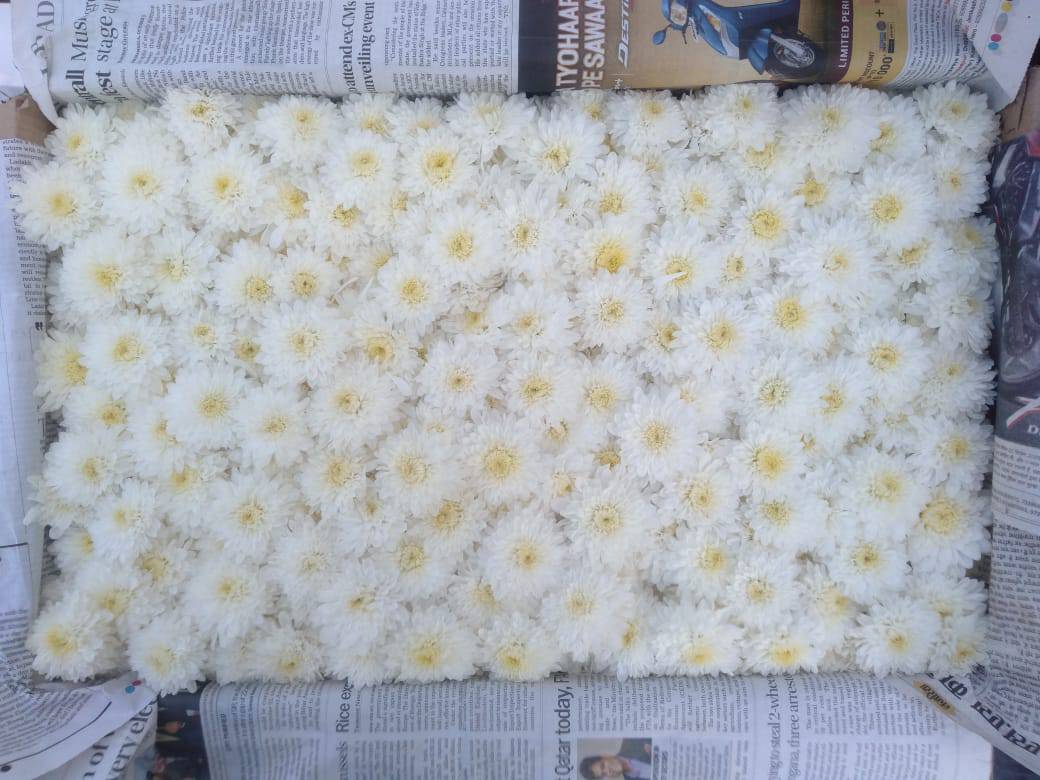 White chrysanthemum बिक्री के लिए, सिरमौर, हिमाचल प्रदेश