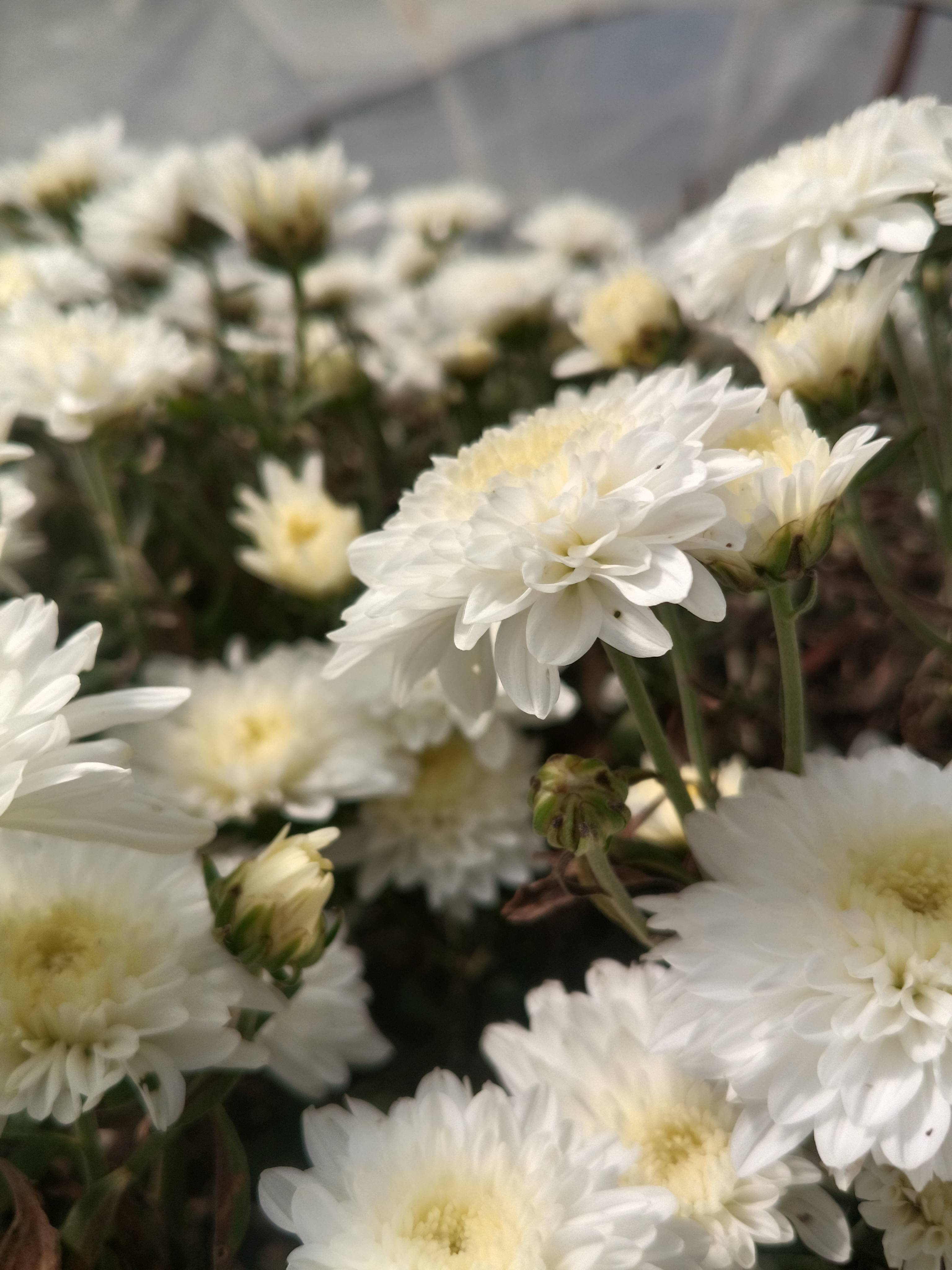 White chrysanthemum बिक्री के लिए, सिरमौर, हिमाचल प्रदेश