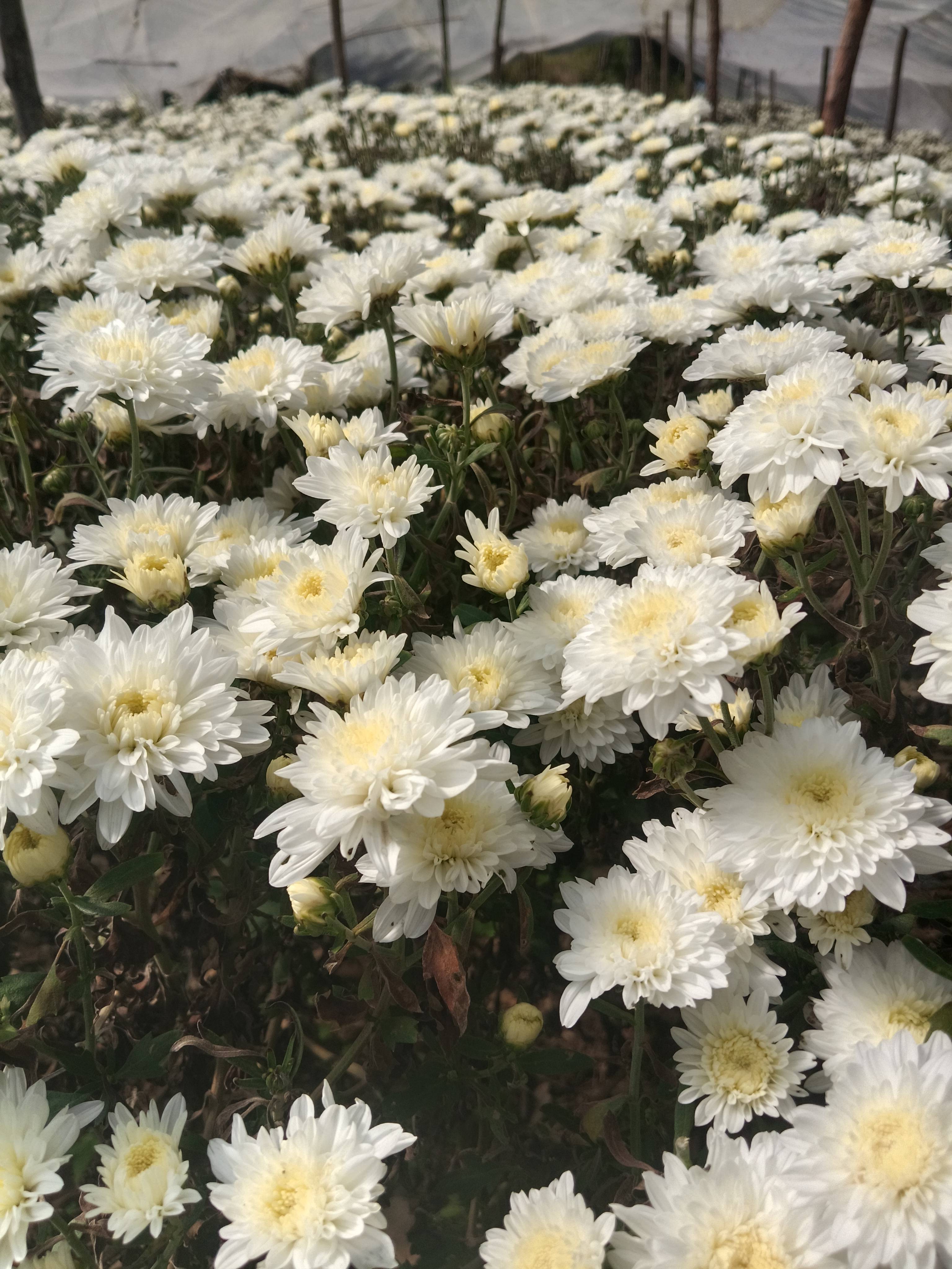 White chrysanthemum बिक्री के लिए, सिरमौर, हिमाचल प्रदेश