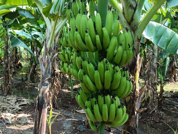 Cavendish Banana for sale in Jalgaon, Maharashtra