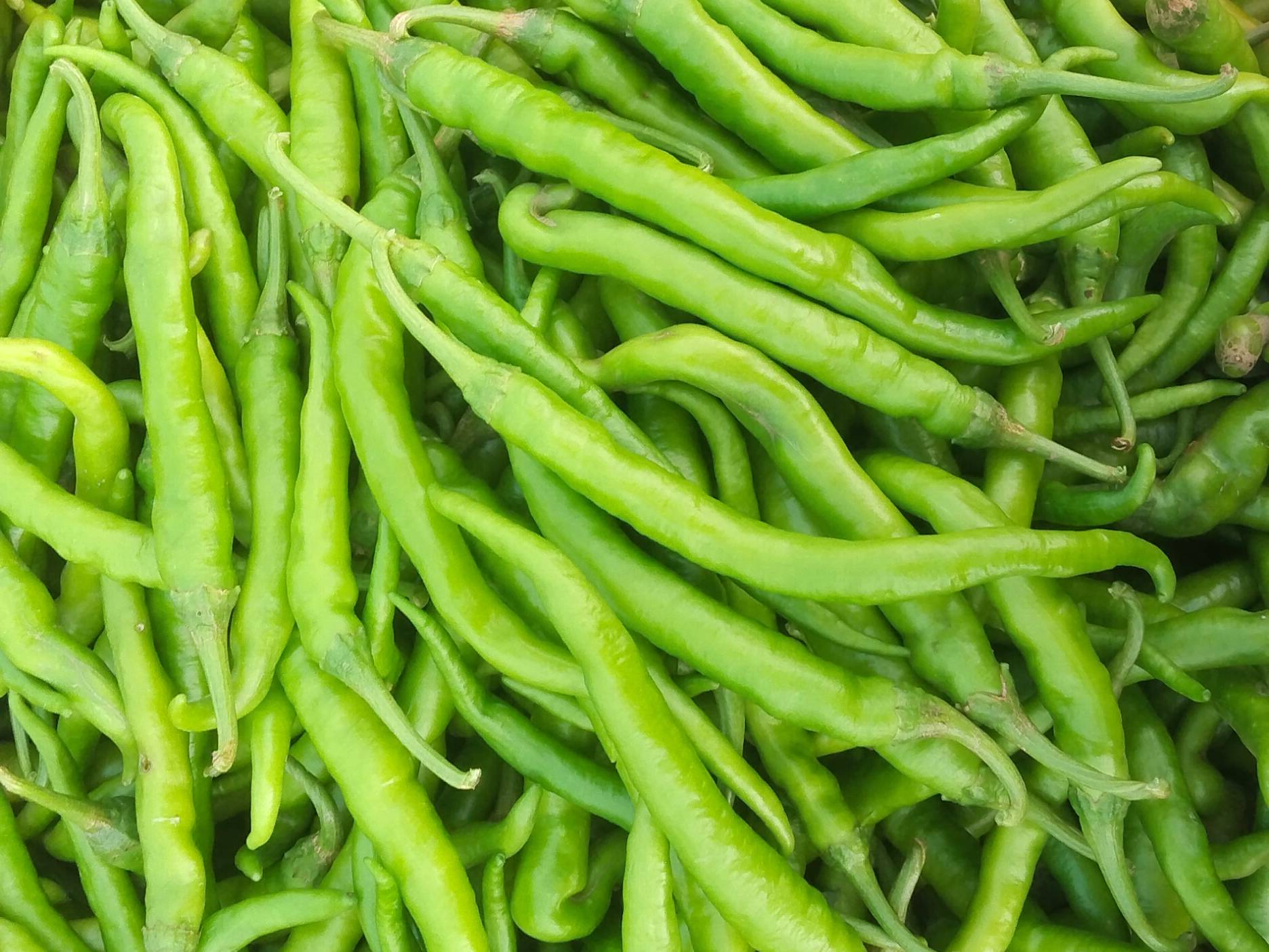 Jwala Chilli बिक्री के लिए, सवाई माधोपुर, राजस्थान