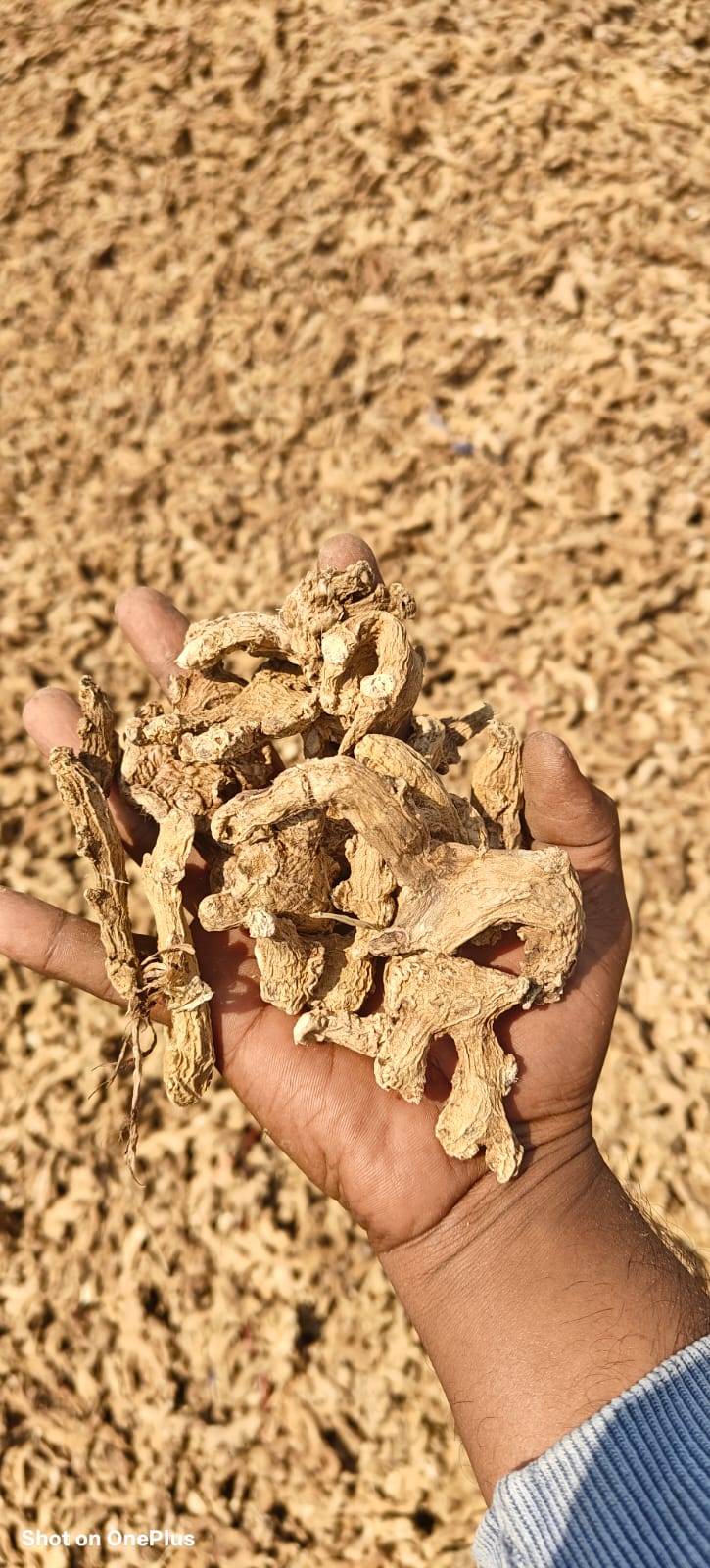 Rajapuri for sale in Sangli, Maharashtra
