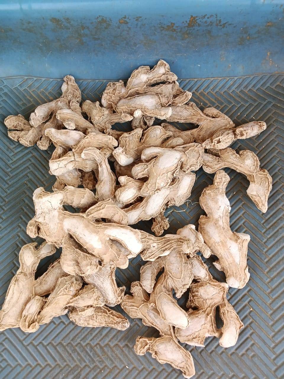 Cochin Ginger for sale in Sangli, Maharashtra