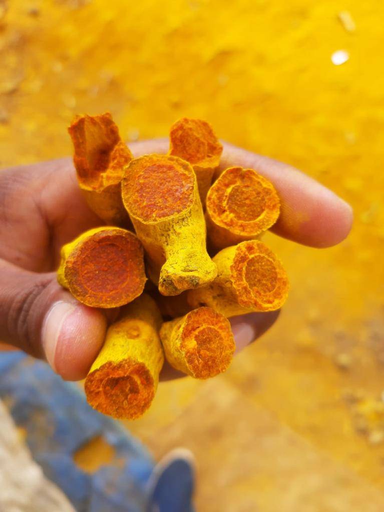 Turmeric Rajapuri