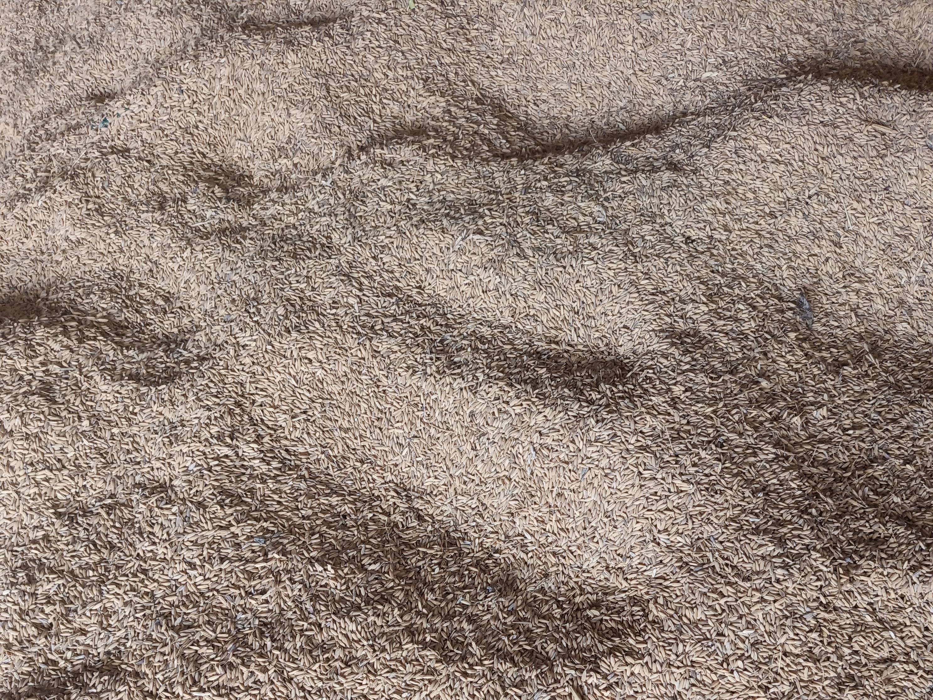 Dhan (Paddy) विक्रीसाठी, खीरी, उत्तर प्रदेश