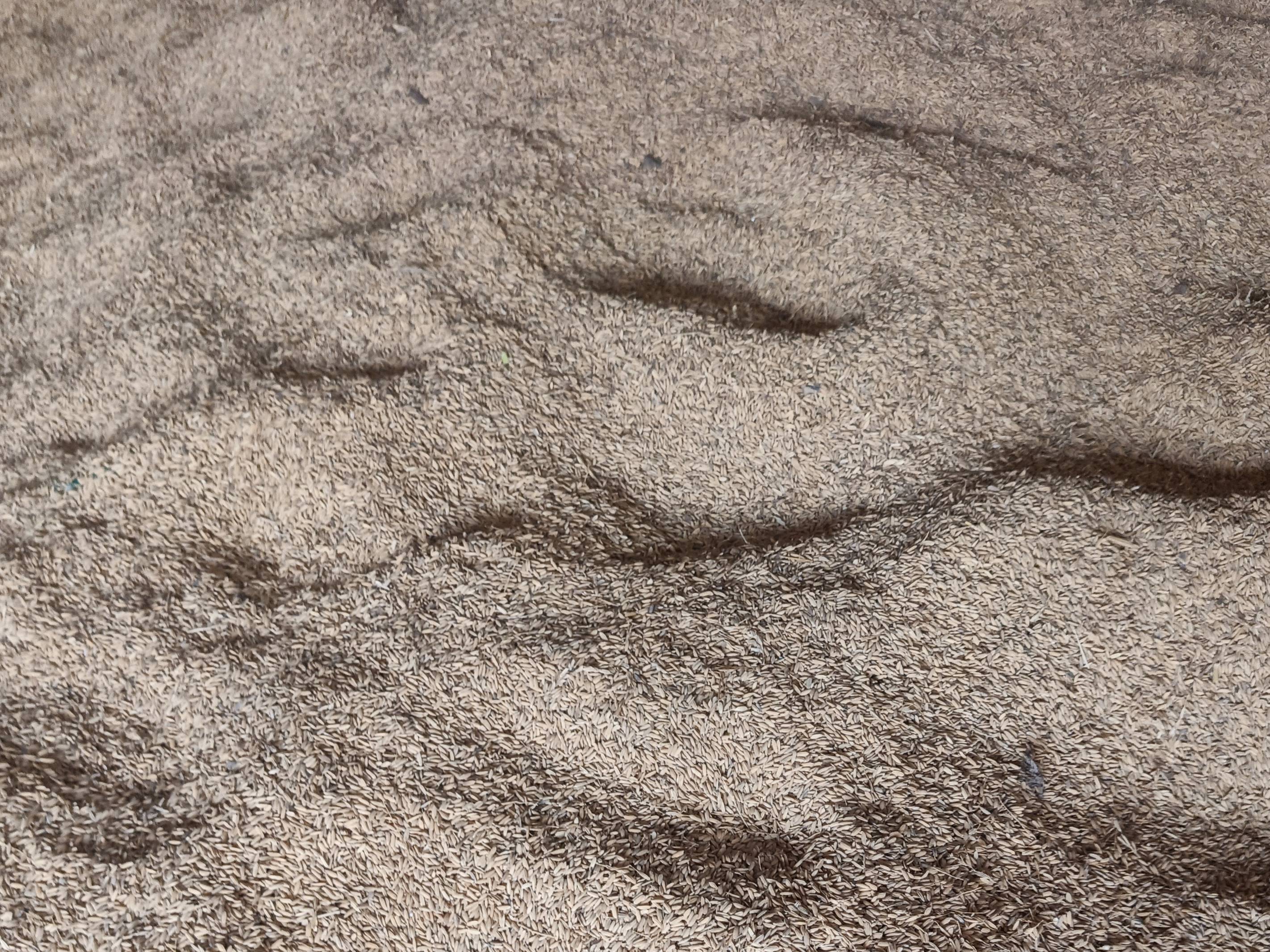 Dhan (Paddy) विक्रीसाठी, खीरी, उत्तर प्रदेश