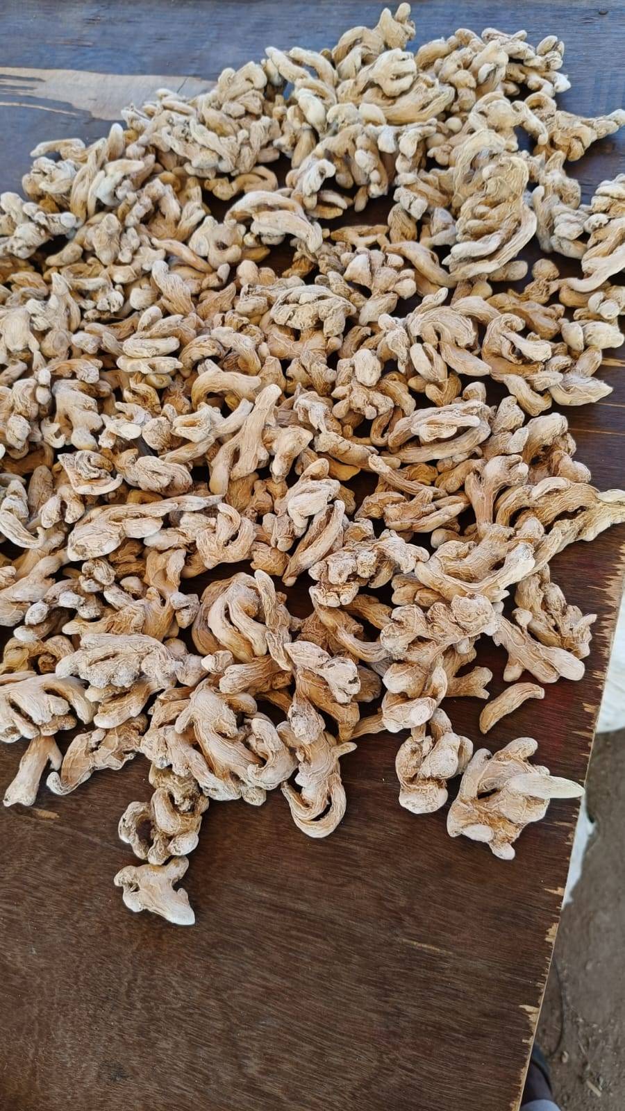Cochin Ginger विक्रीसाठी, मिरज, महाराष्ट्र