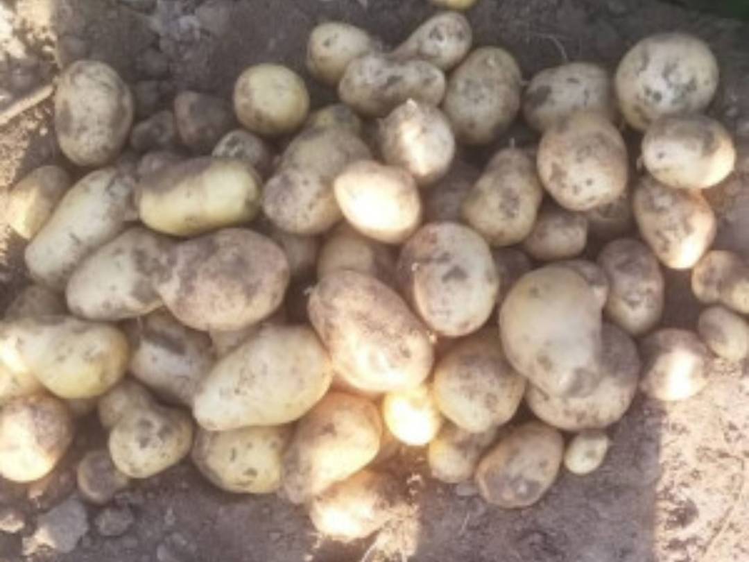 Kufri Pukhraj for sale in Farrukhabad, Uttar Pradesh