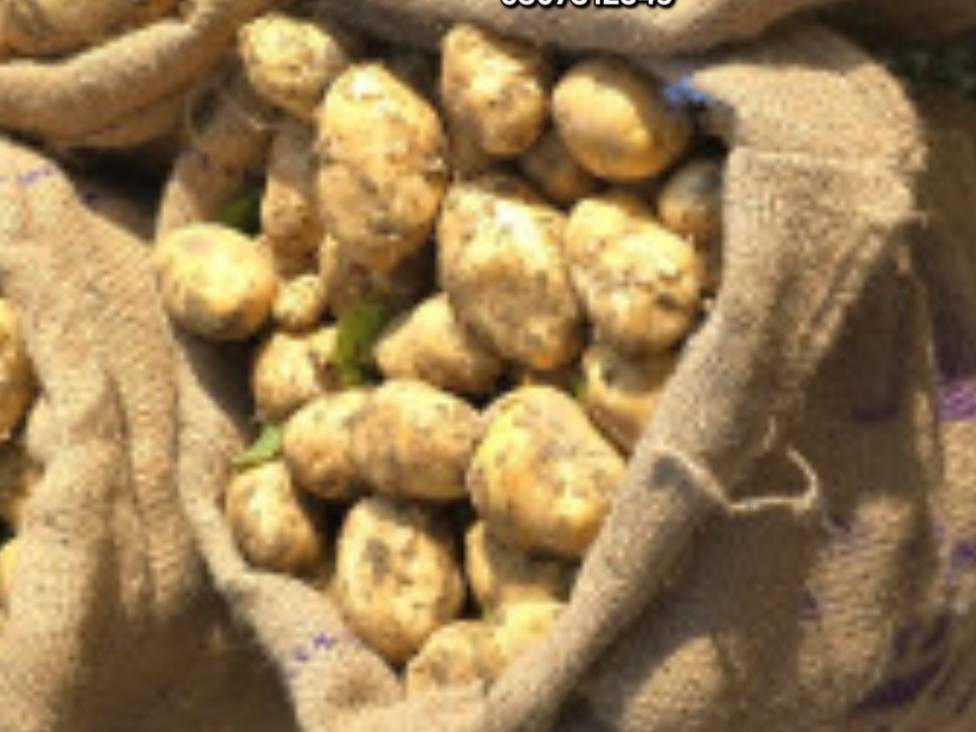 Kufri Pukhraj for sale in Farrukhabad, Uttar Pradesh