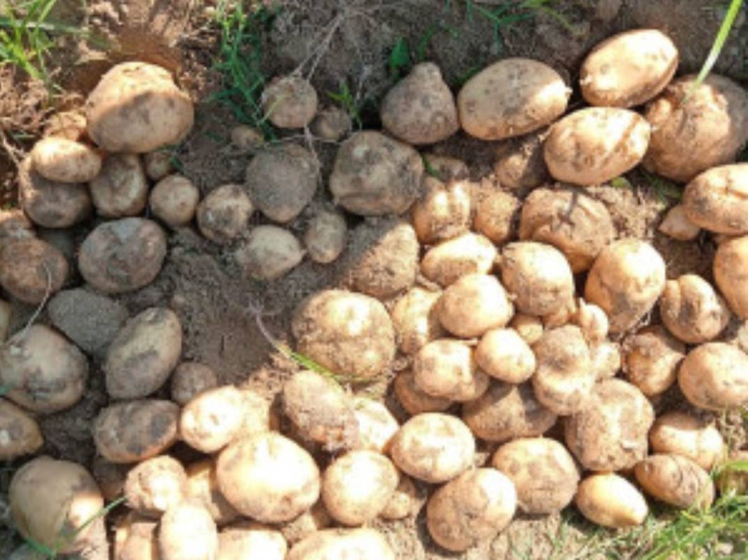 Kufri Pukhraj for sale in Farrukhabad, Uttar Pradesh