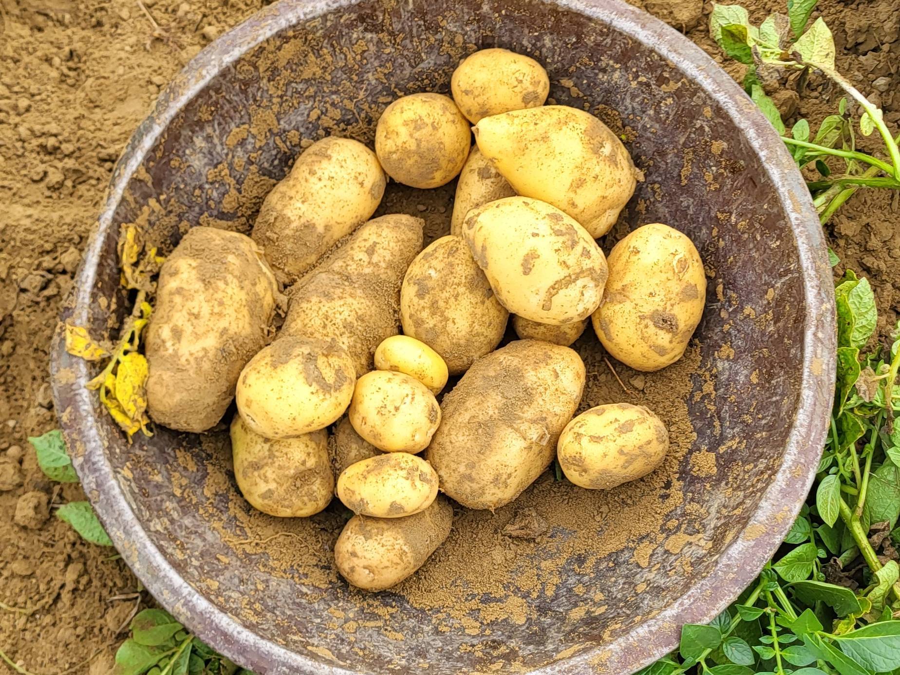 Kufri Pukhraj for sale in Farrukhabad, Uttar Pradesh
