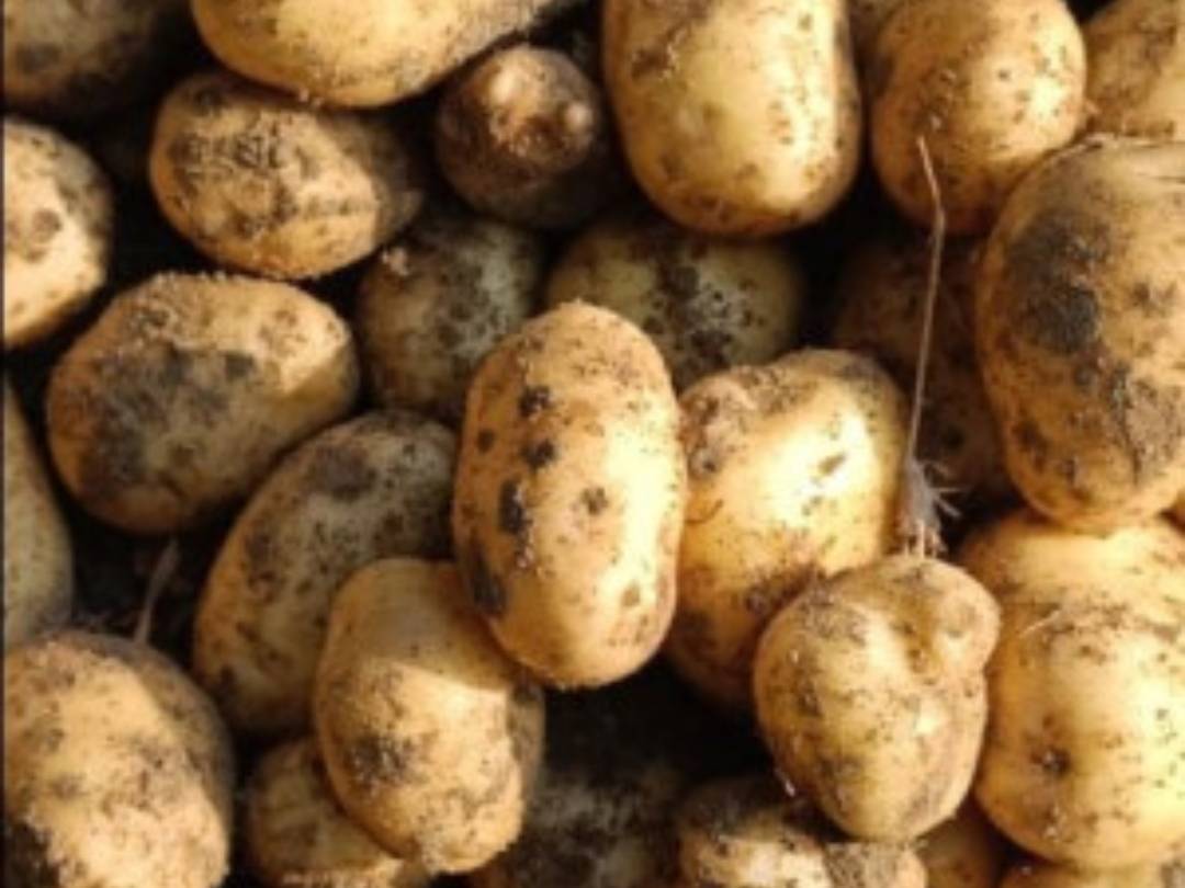 Kufri Pukhraj for sale in Farrukhabad, Uttar Pradesh