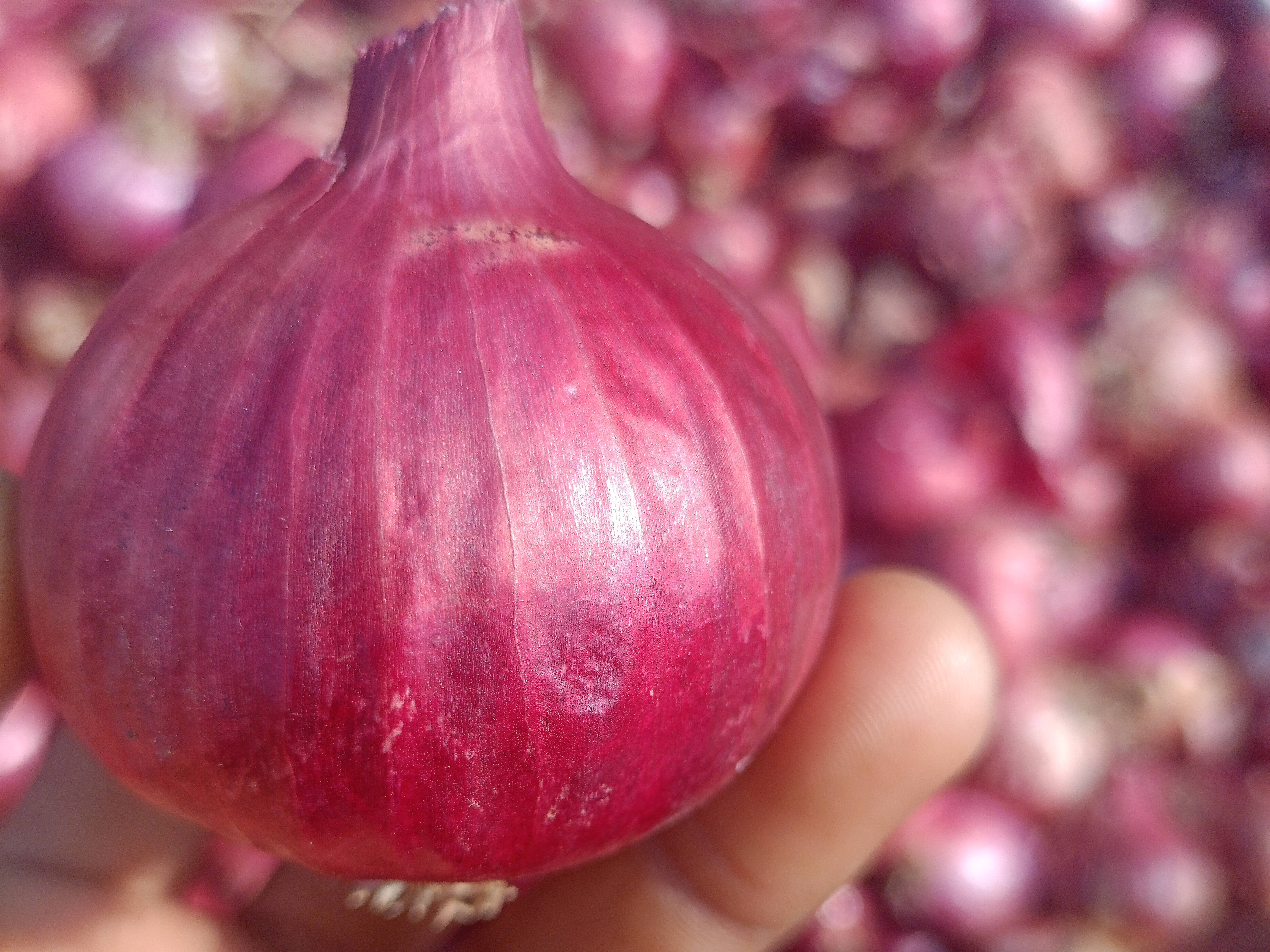 Red Onion विक्रीसाठी, धुळे, महाराष्ट्र