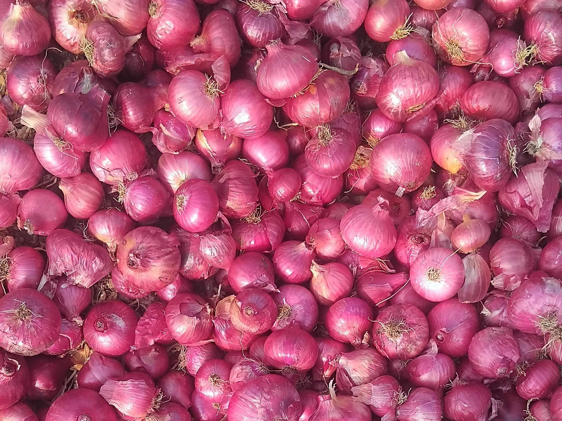 Onion Red Onion