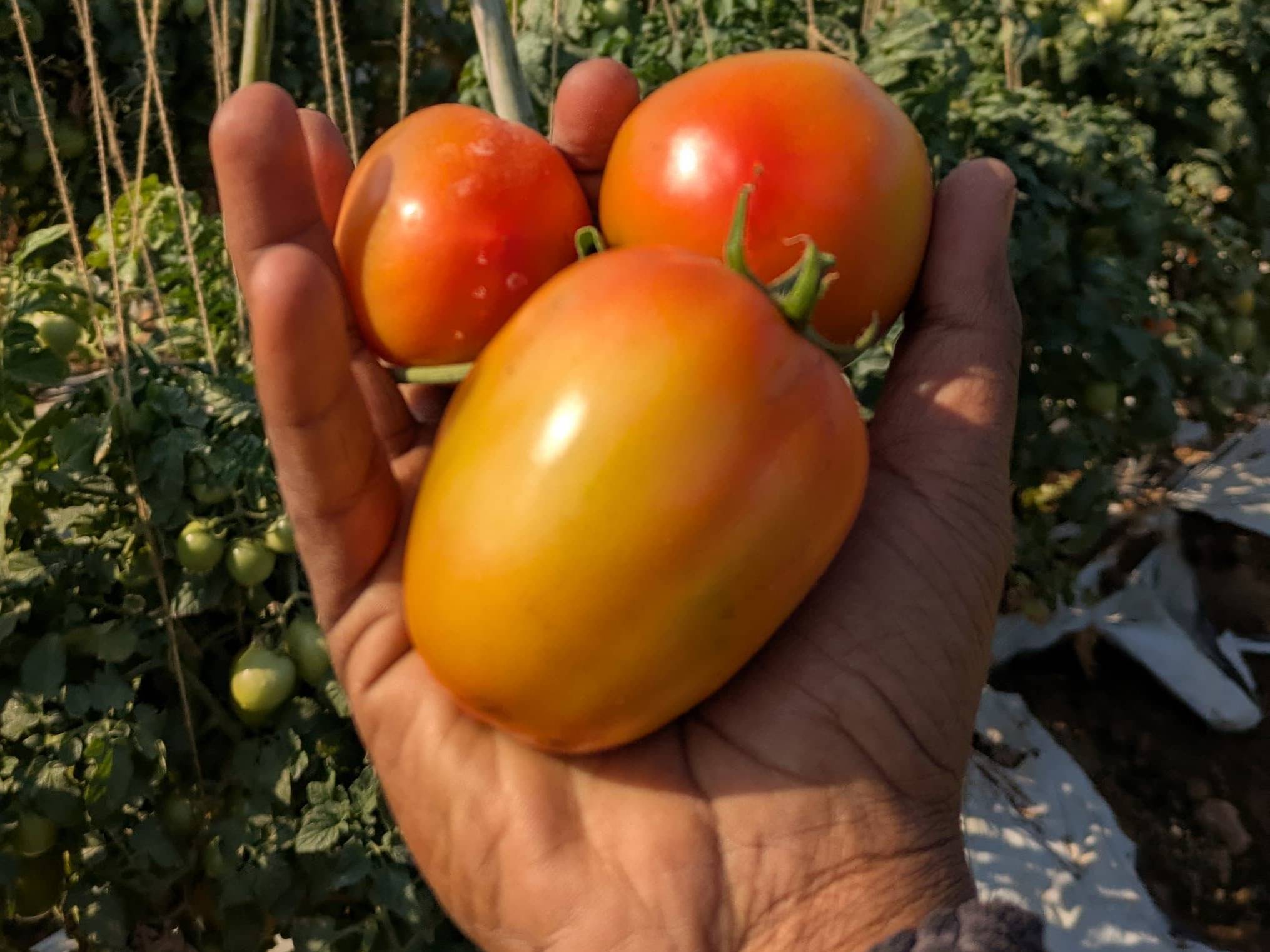 Plum Tomato बिक्री के लिए, सांगली, महाराष्ट्र