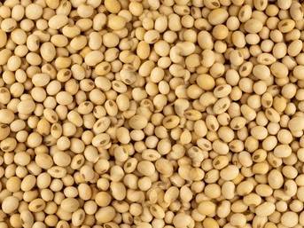 Soyabean Yellow Soybean