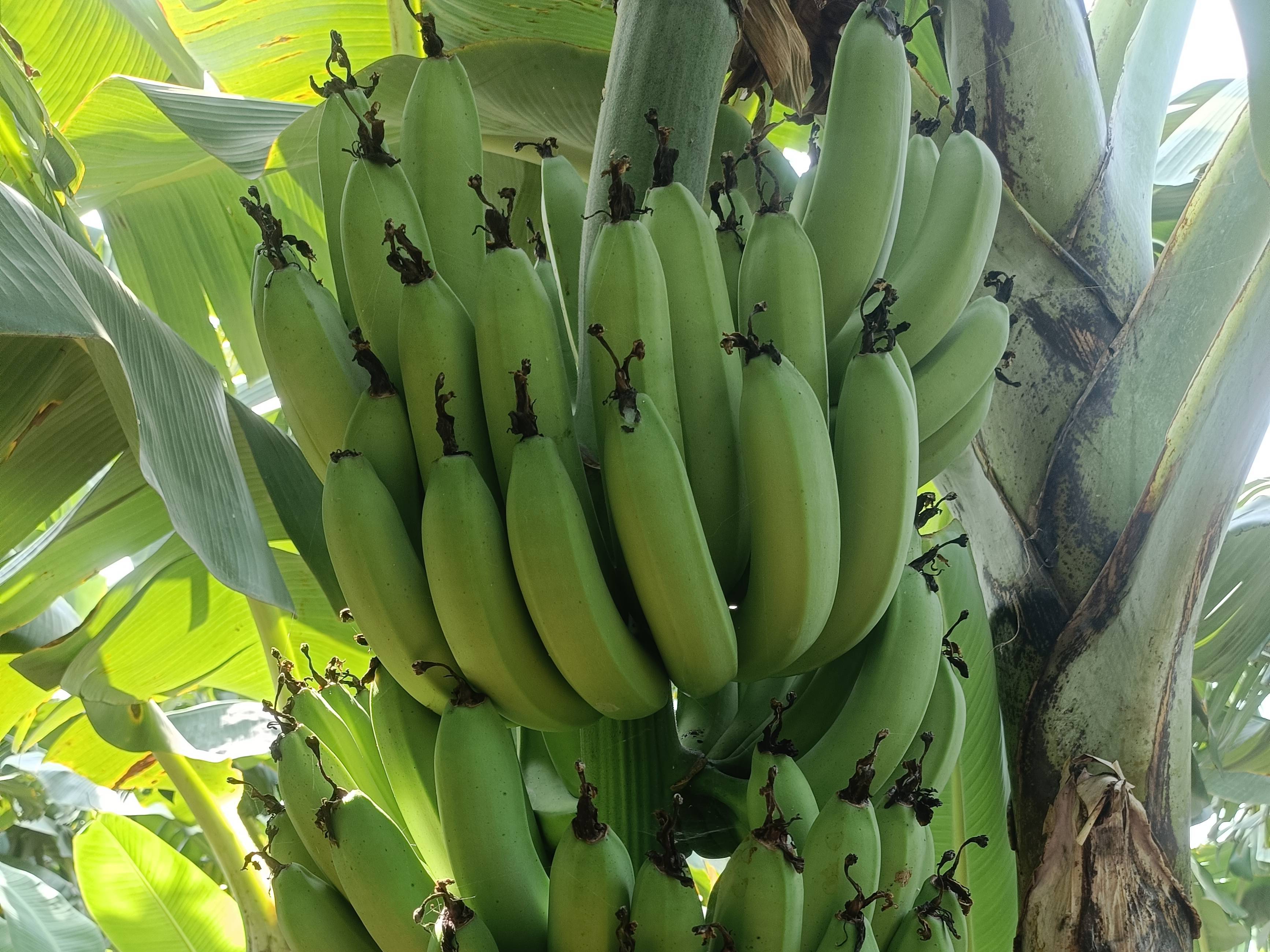 Cavendish Banana विक्रीसाठी, सोलापूर, महाराष्ट्र
