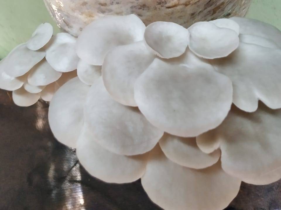 Oyster Mushroom बिक्री के लिए, सोलापुर, महाराष्ट्र