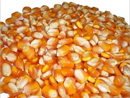 Flour Corn विक्रीसाठी, अहिल्यानगर, महाराष्ट्र