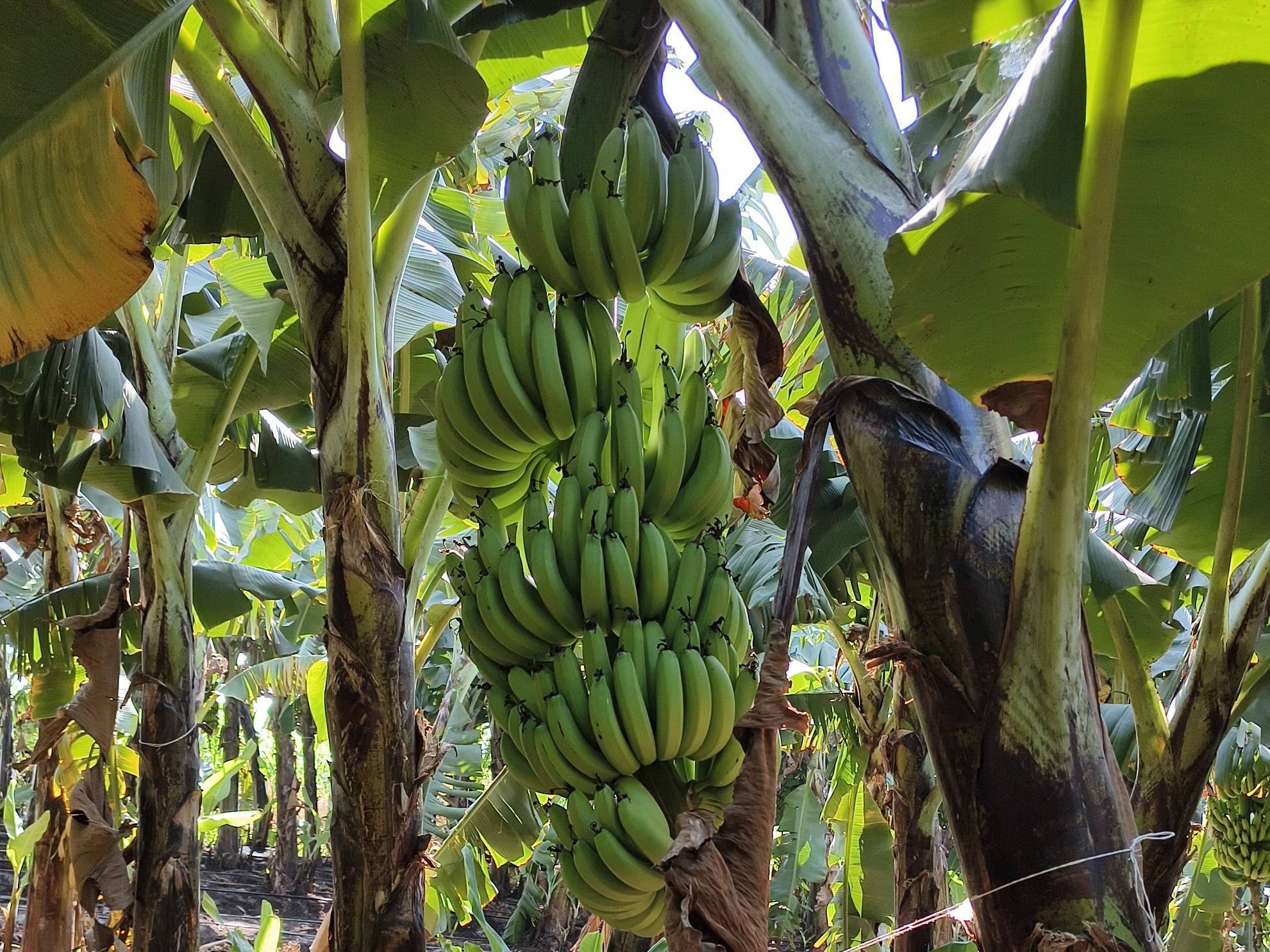 Cavendish Banana बिक्री के लिए, सोलापुर, महाराष्ट्र