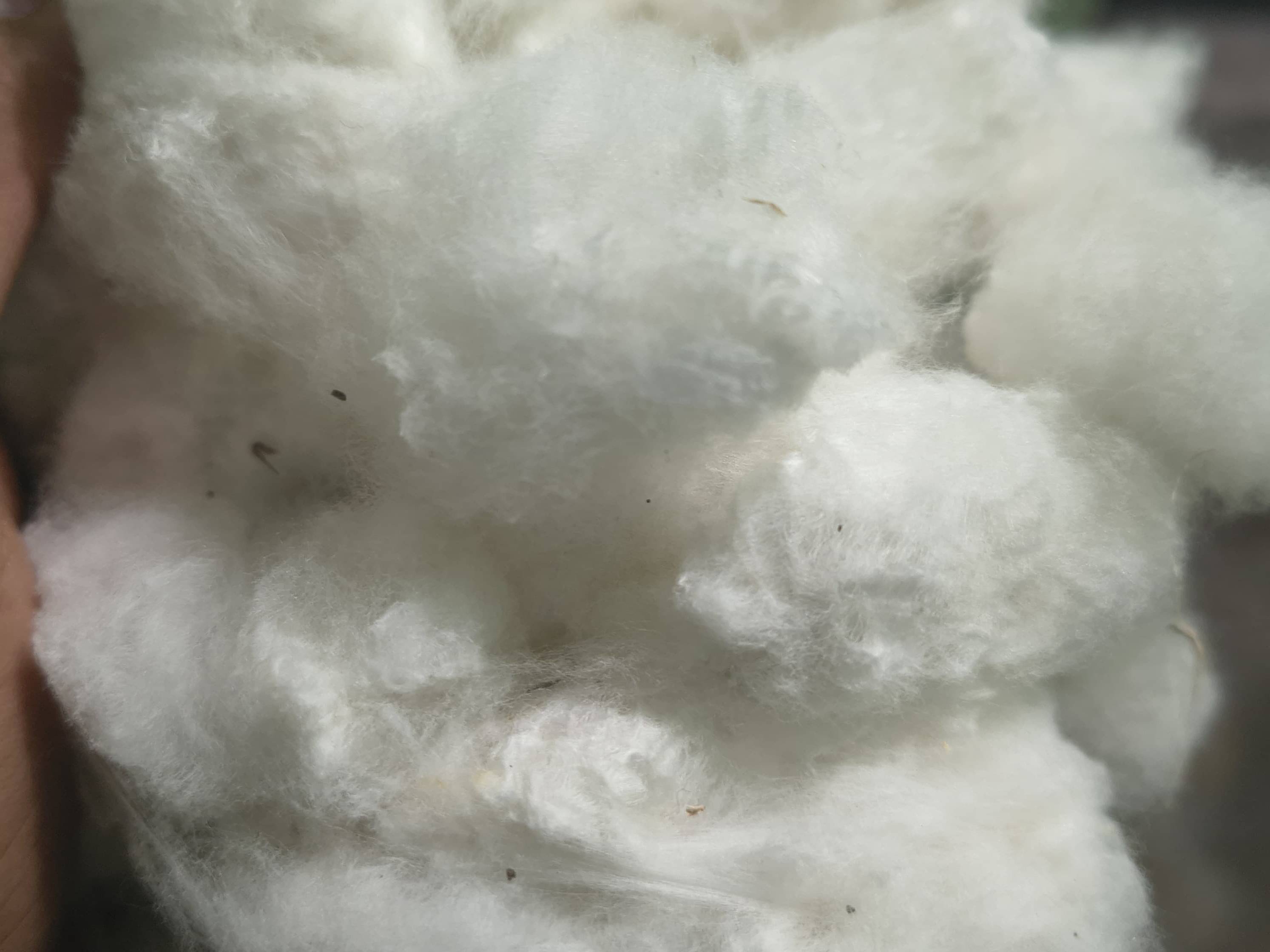 कपास Bt Cotton