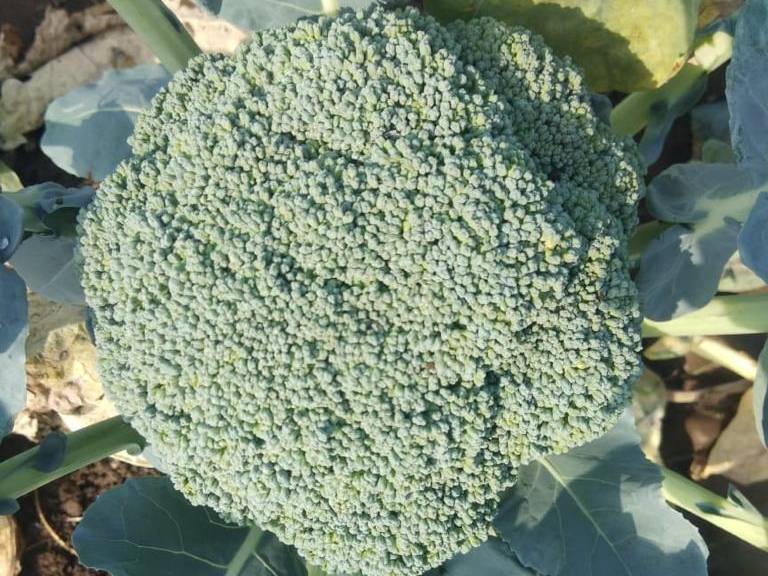 Green Broccoli for sale in Nashik, Maharashtra