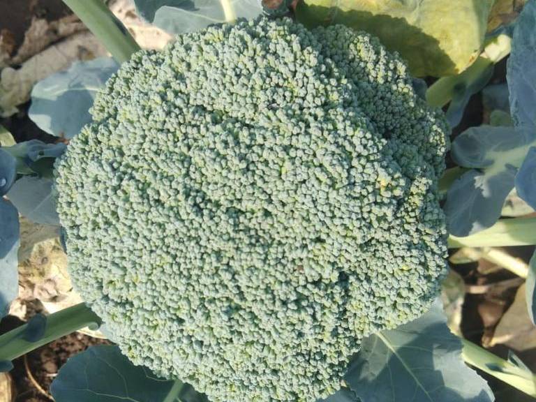 Green Broccoli for sale in Nashik, Maharashtra