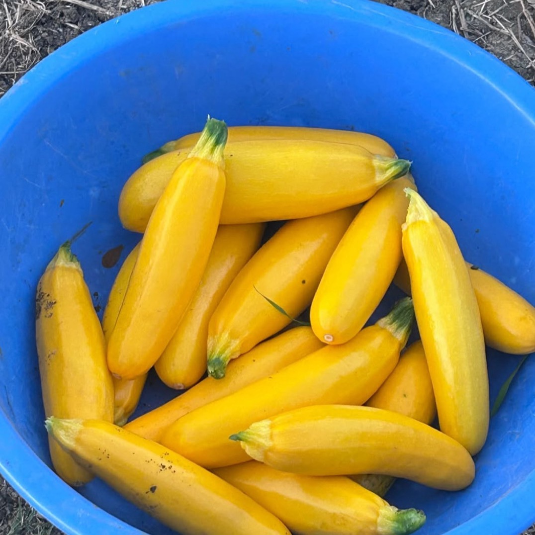 yellow Zucchini बिक्री के लिए, इंदौर, मध्य प्रदेश